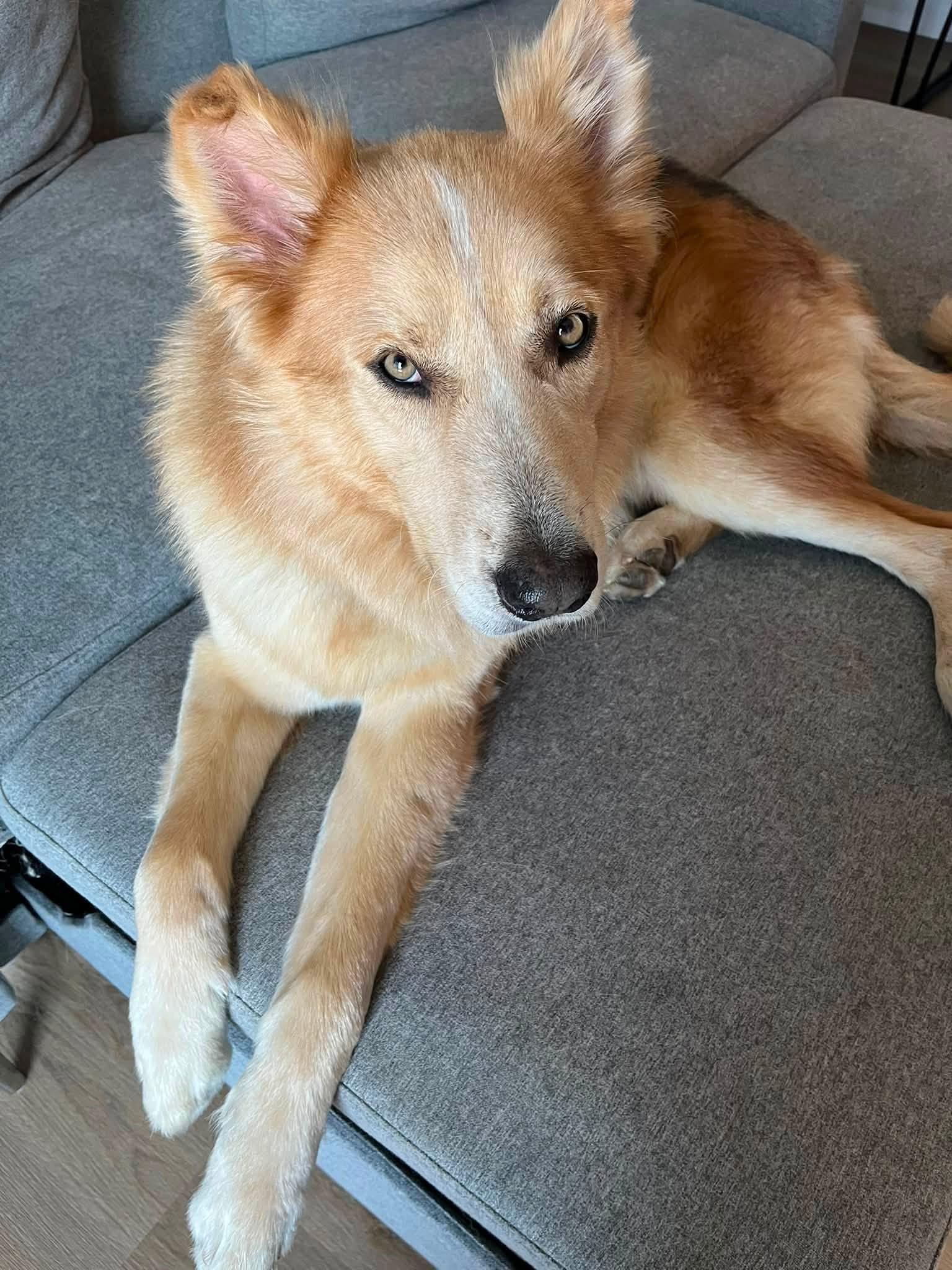 Rudy, ADOPTABLE, Adult Male Shepherd.