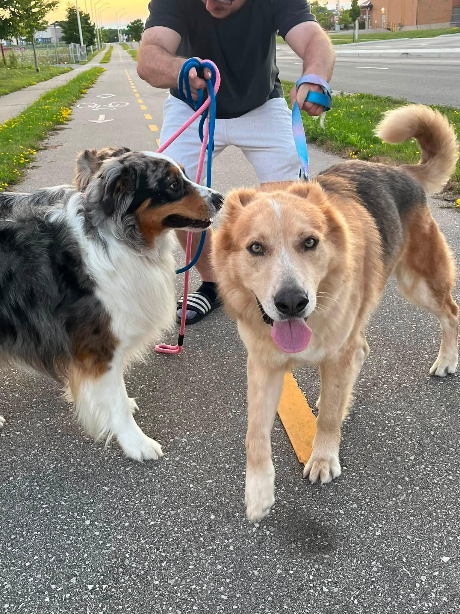 Enlarge Rudy, a ADOPTABLE mixed breed in Woodstock, ON image 4/6