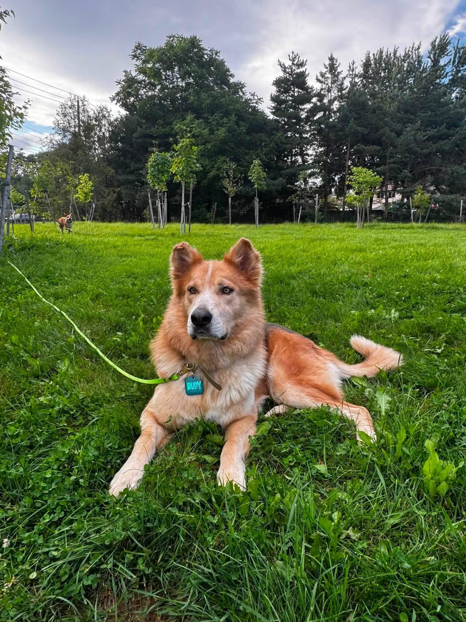 Enlarge Rudy, a Adopted mixed breed in Woodstock, ON image 5/6