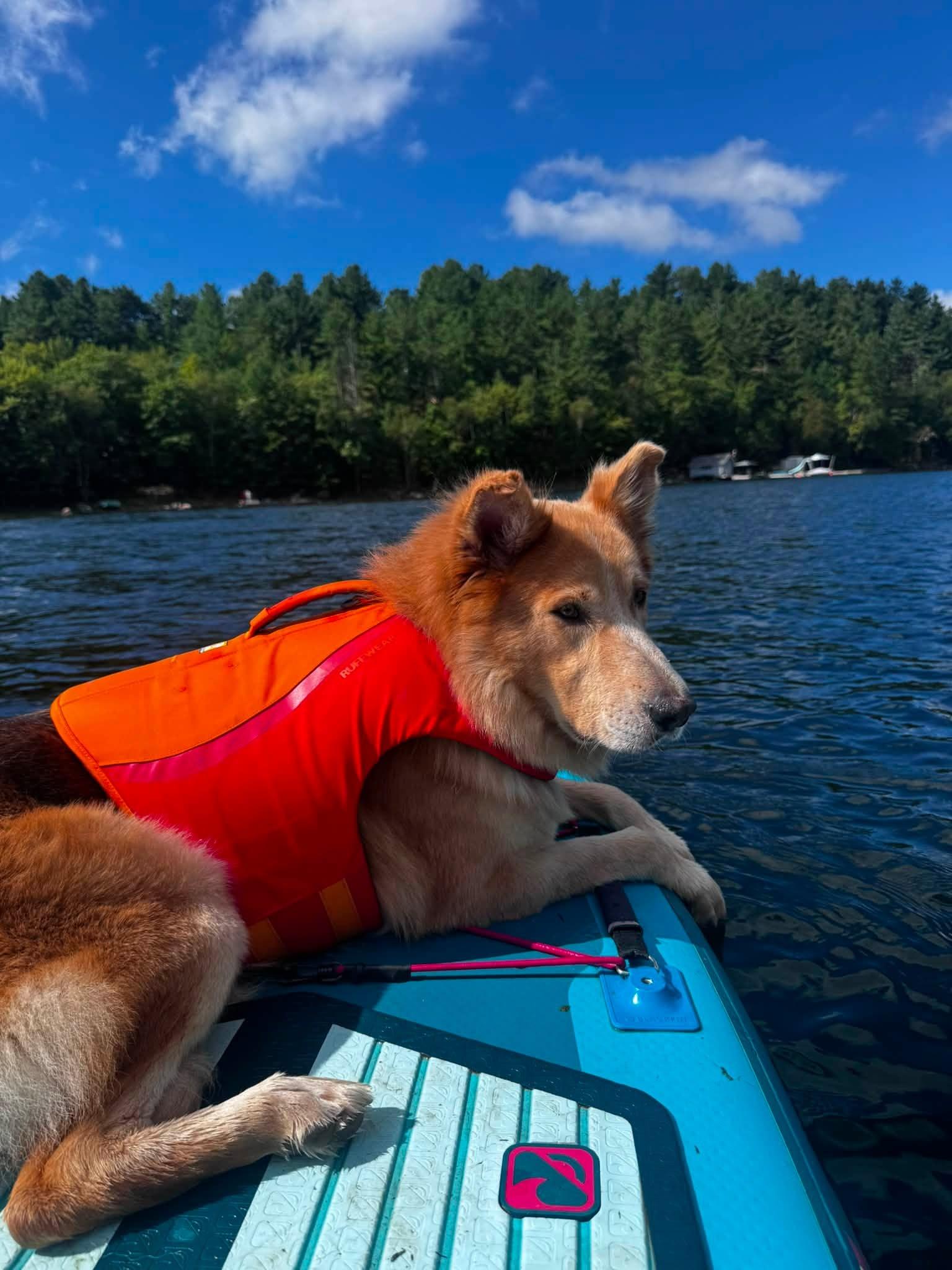Enlarge Rudy, a Adopted mixed breed in Woodstock, ON image 4/6