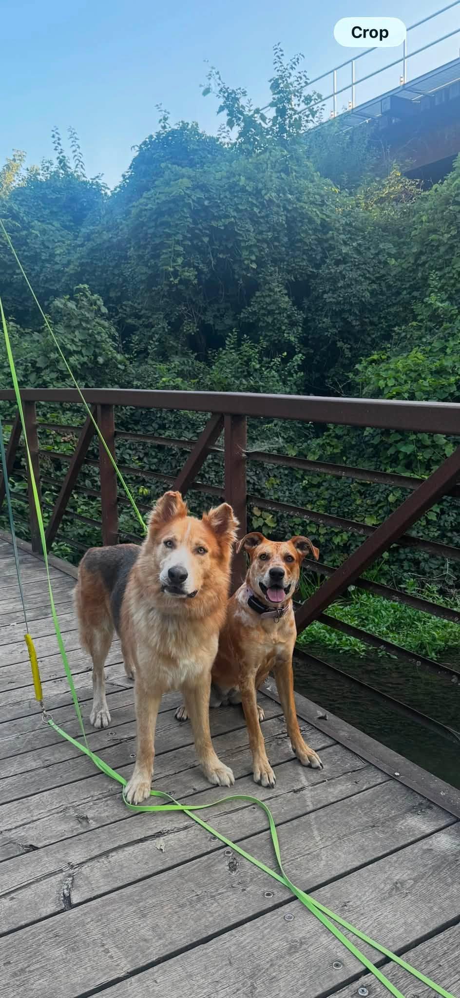 Enlarge Rudy, a Adopted mixed breed in Woodstock, ON image 6/6
