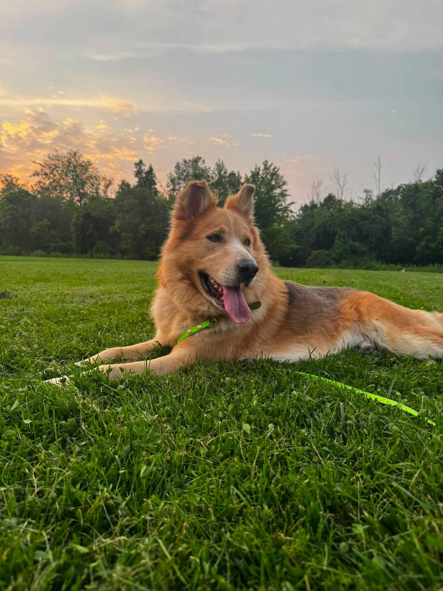 Enlarge Rudy, a Adopted mixed breed in Woodstock, ON image 1/6