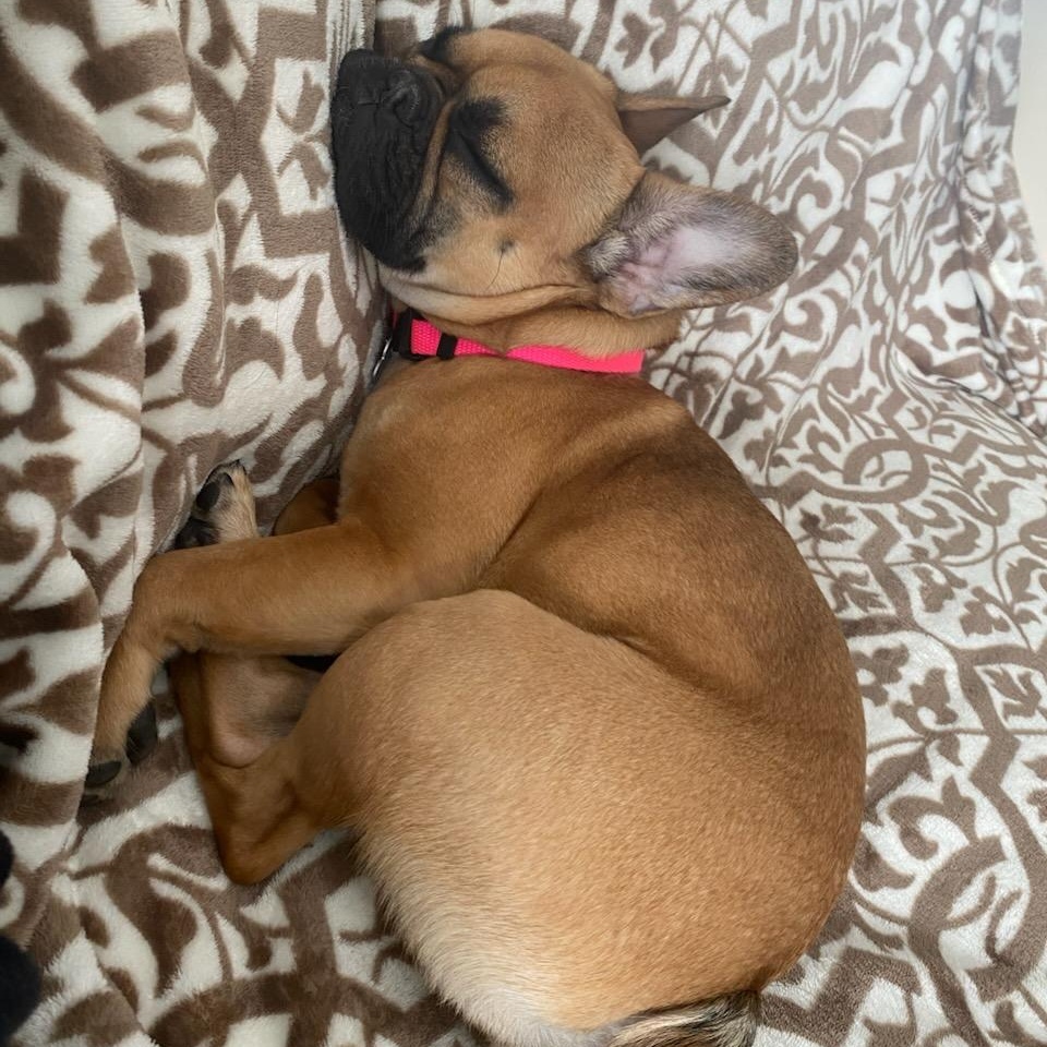 Enlarge Gnocchi, an adopted French Bulldog in Calgary, AB image 2/3