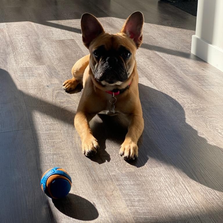 Gnocchi, adopted, Young Female French Bulldog.