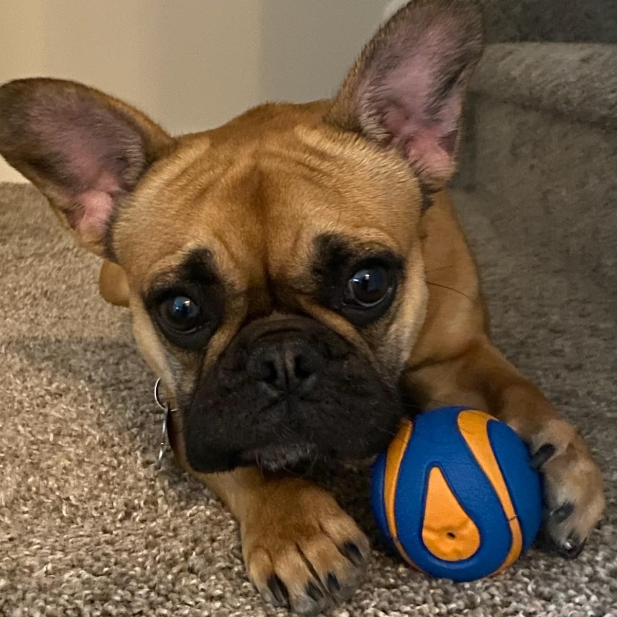 Enlarge Gnocchi, an adopted French Bulldog in Calgary, AB image 3/3
