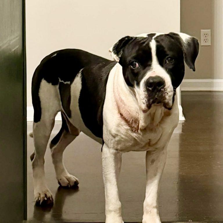 Enlarge Mickey, a Adoptable Boxer in Charlotte, NC image 1/2