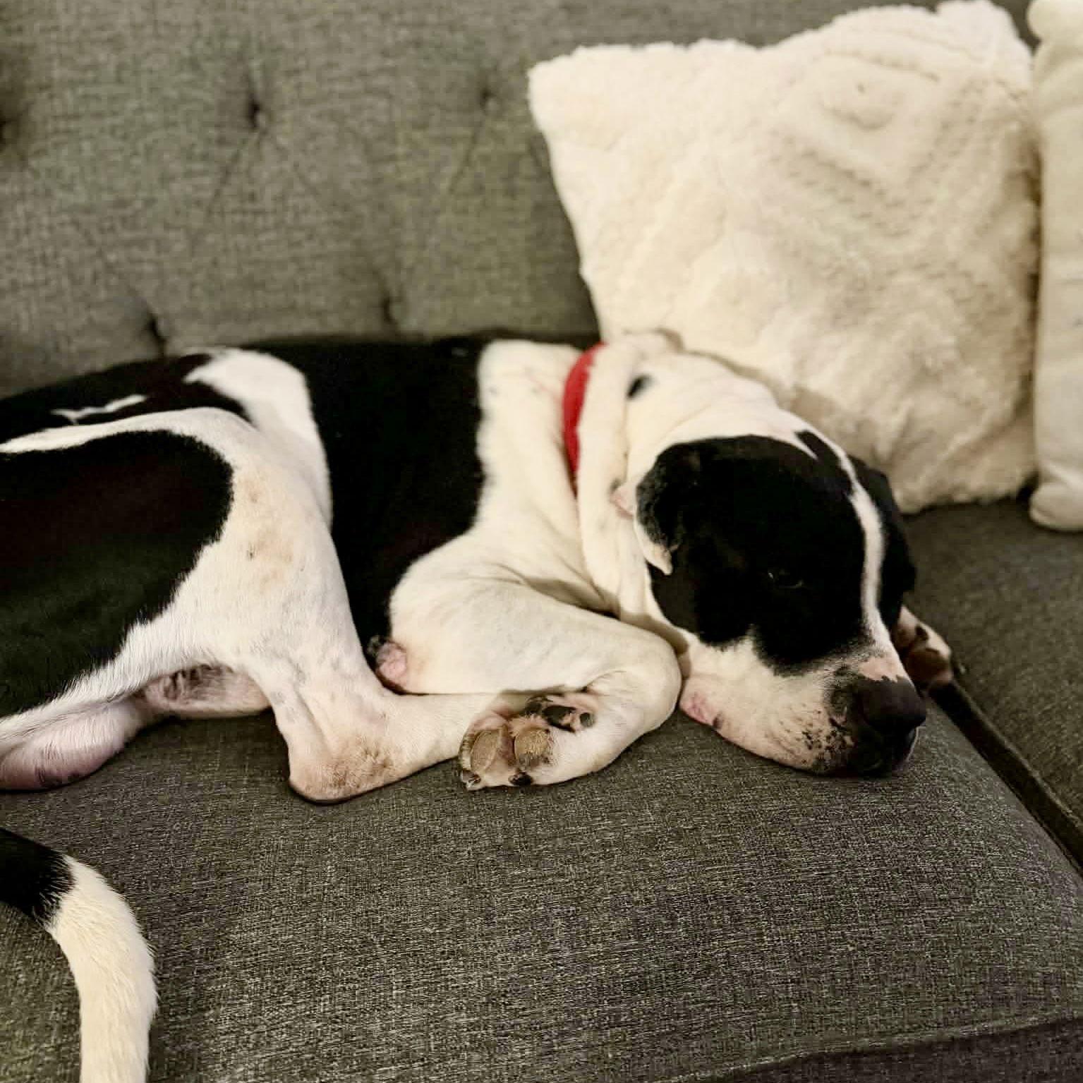 Enlarge Mickey, a Adoptable Boxer in Charlotte, NC image 2/2