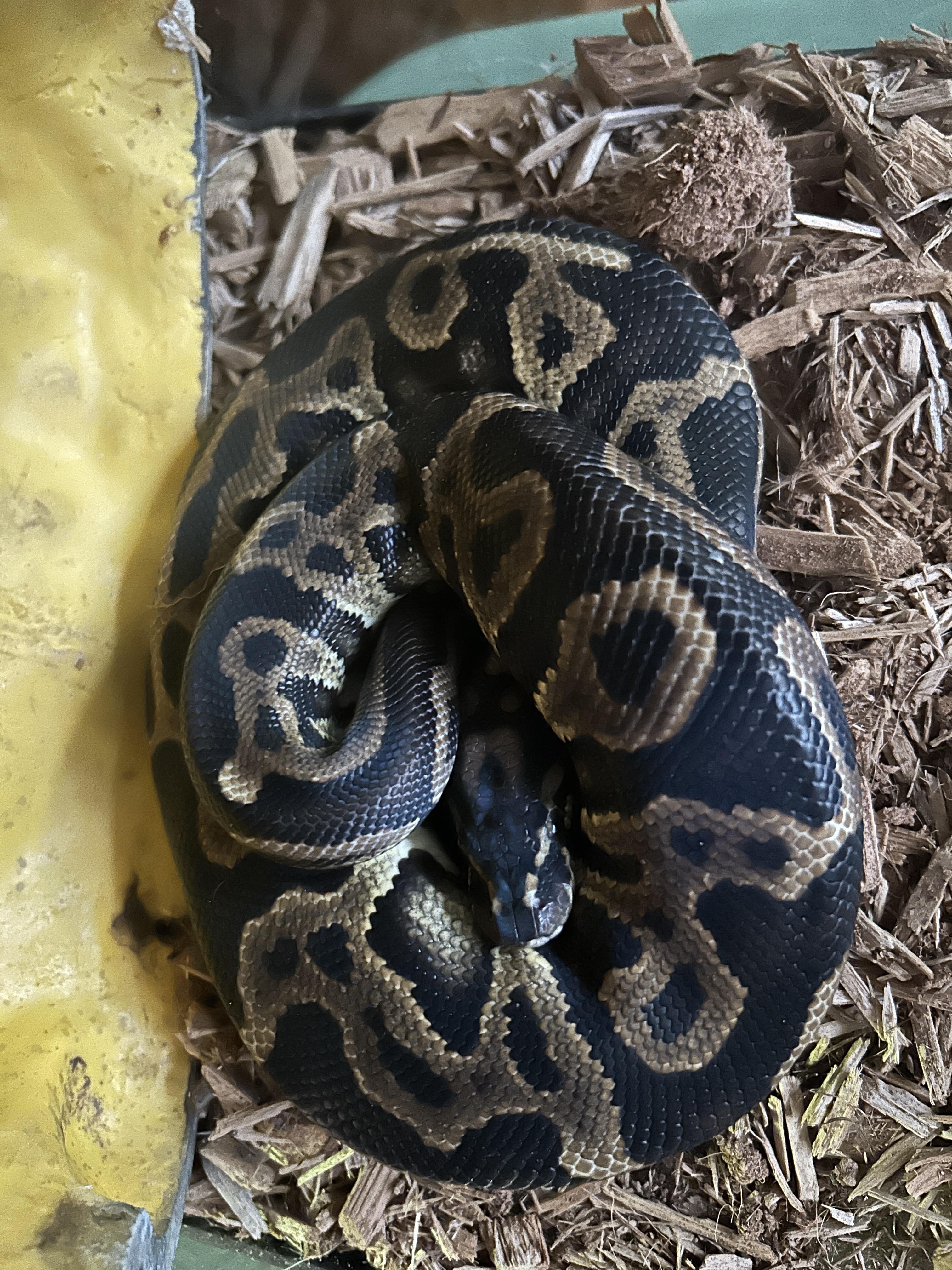 Gerald Ball Python, adoptable, Young Unknown Ball Python.