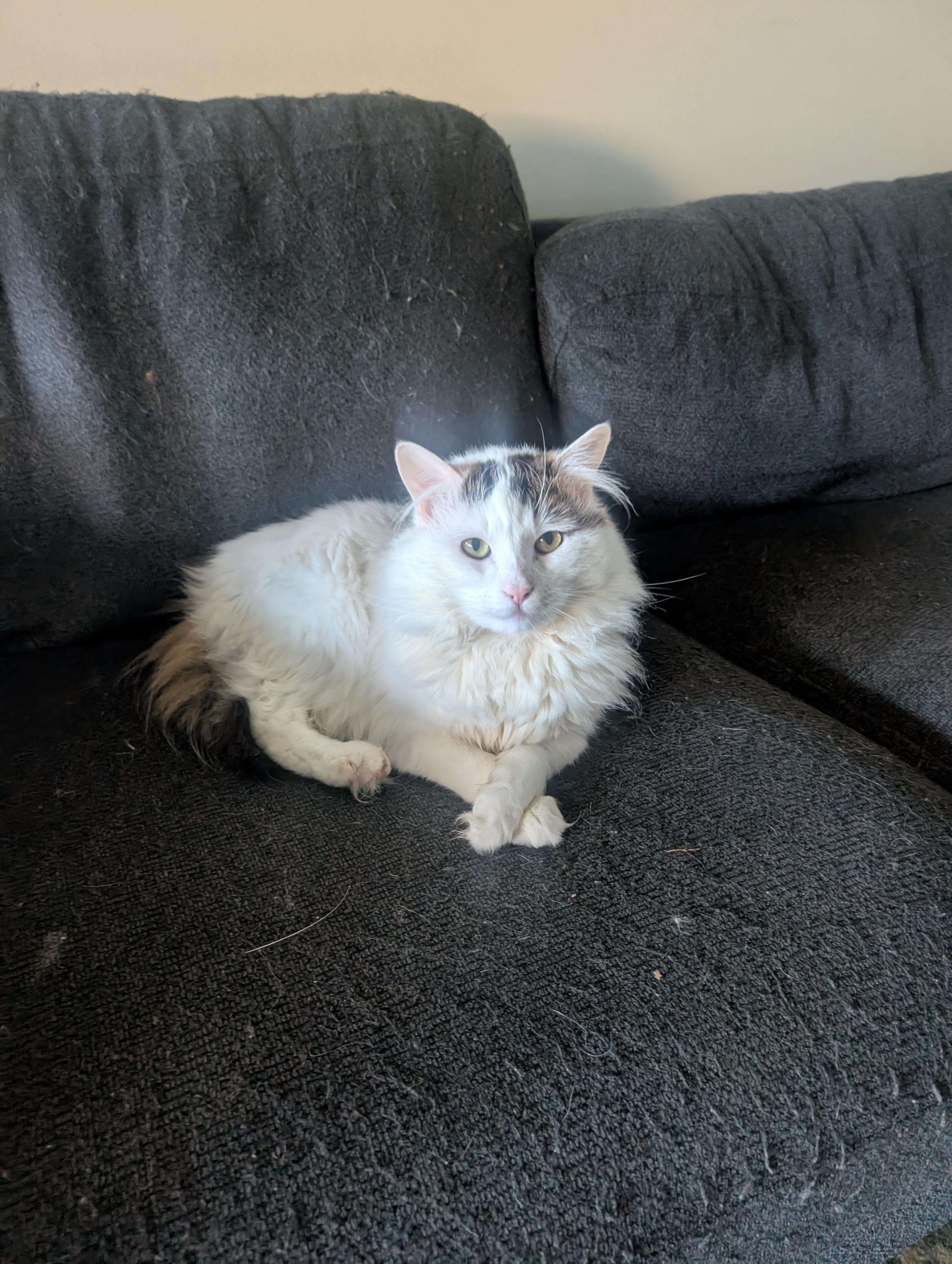 Cricket, ADOPTABLE, Young Male Domestic Medium Hair.