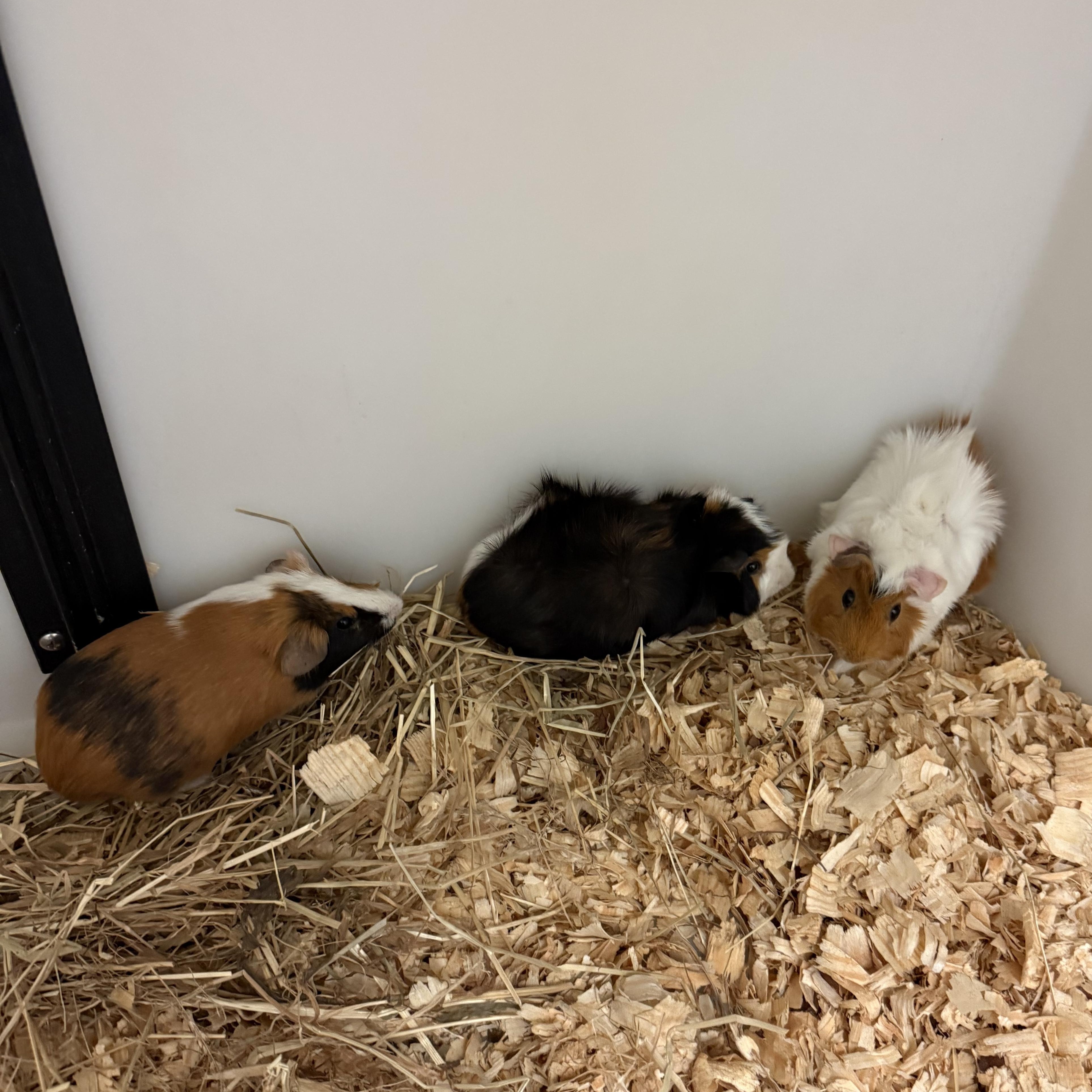 Enlarge Hawk, Smores, and Houdini 75, a ADOPTABLE Guinea Pig in Seneca, SC image 2/3