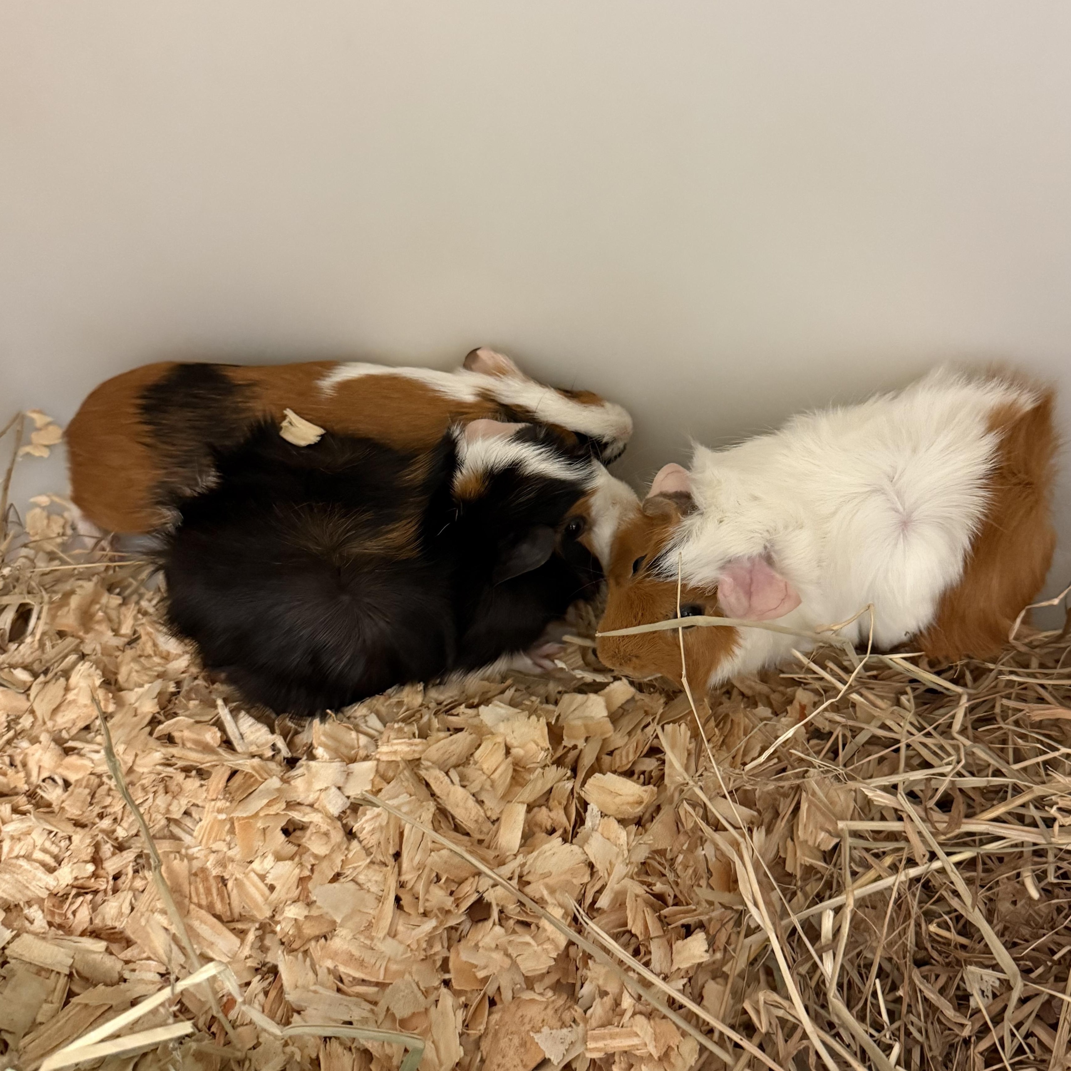 Enlarge Hawk, Smores, and Houdini 75, a ADOPTABLE Guinea Pig in Seneca, SC image 3/3
