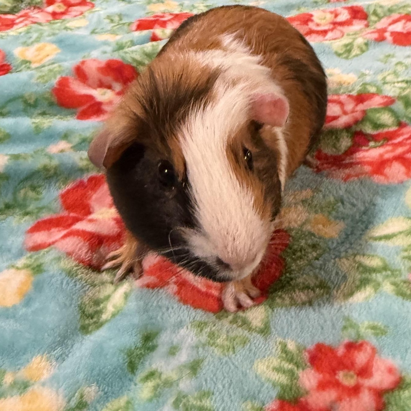 Hawk, Smores, and Houdini 75, ADOPTABLE, Young Male Guinea Pig.