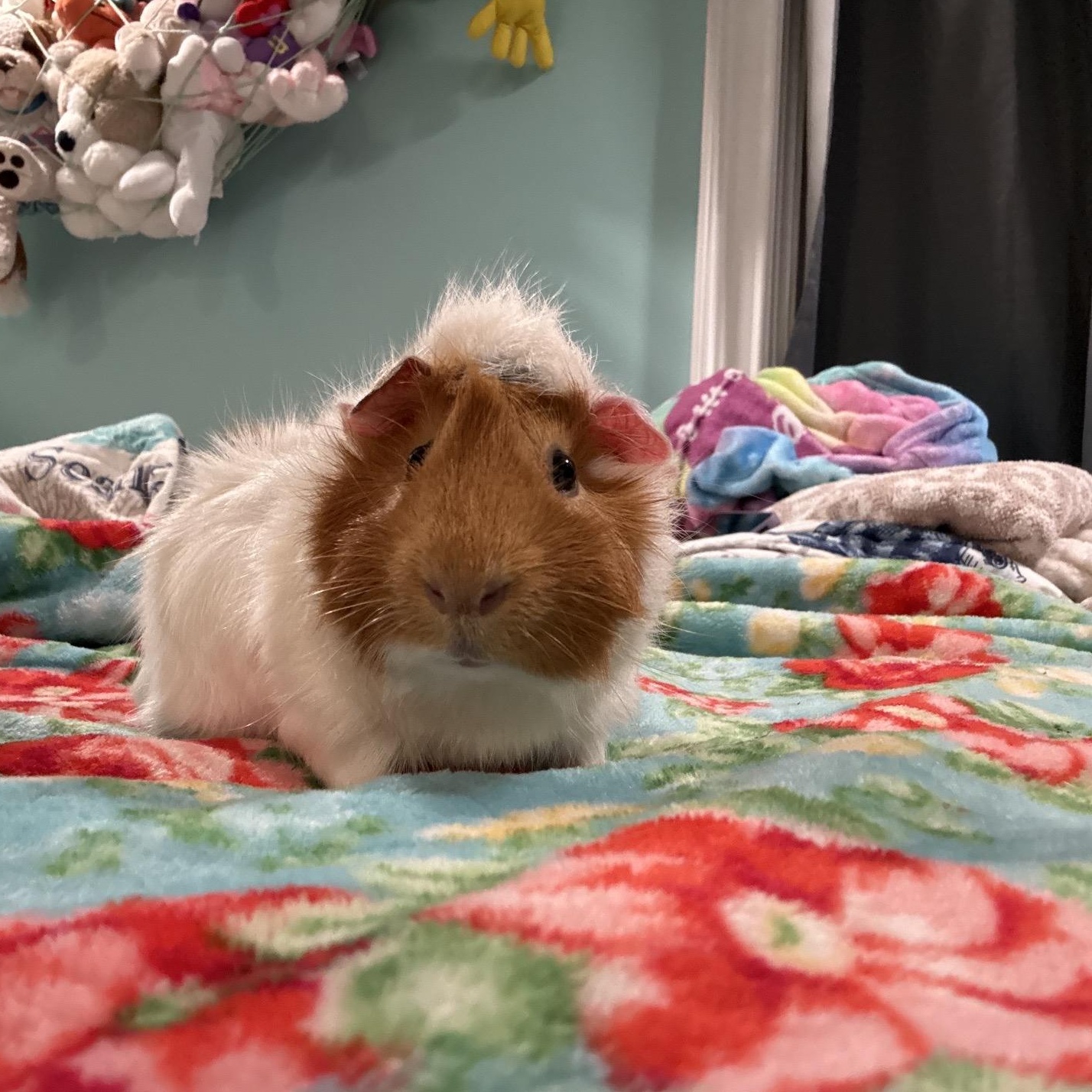 Enlarge Hawk, Smores, and Houdini 75, a ADOPTABLE Guinea Pig in Seneca, SC image 3/5
