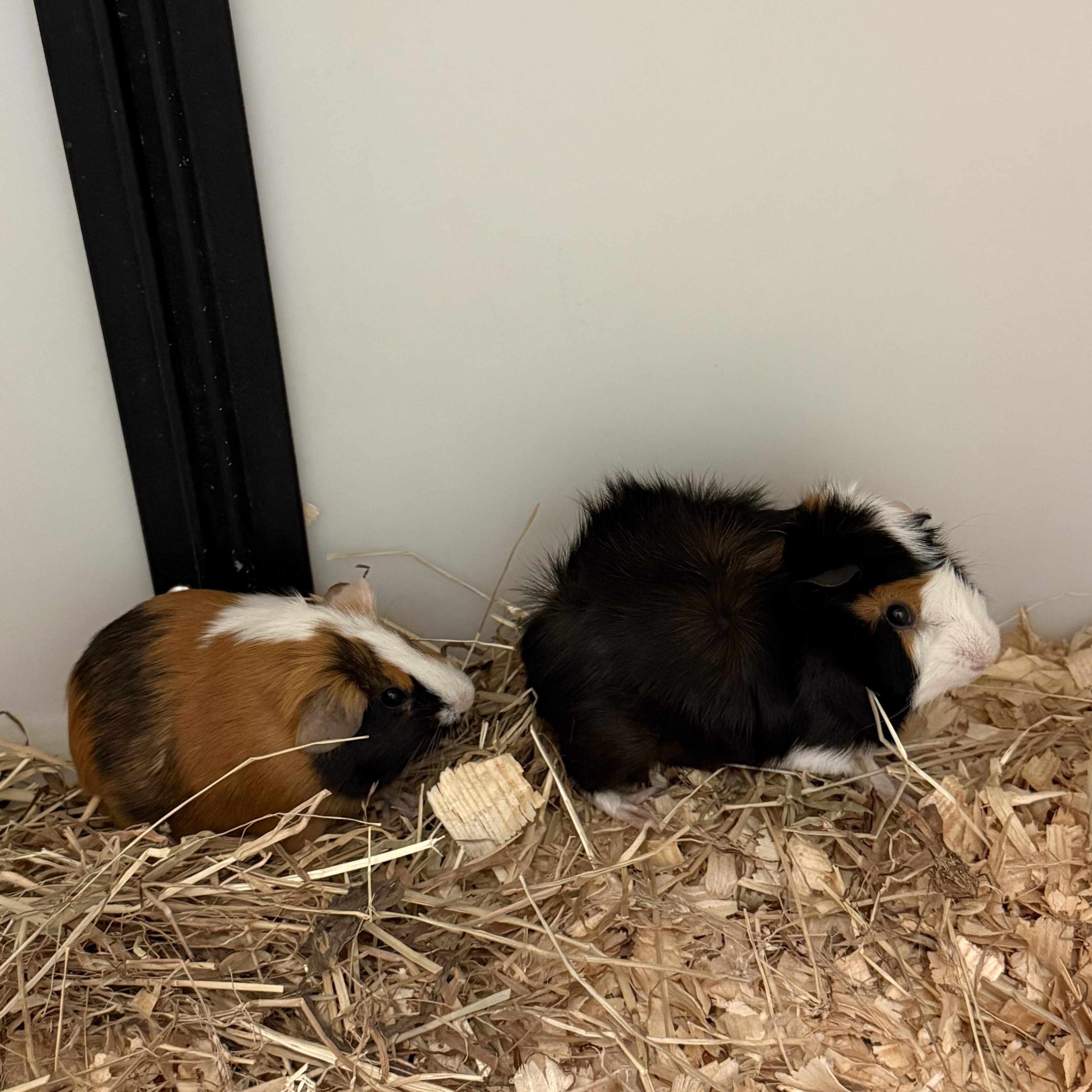 Enlarge Hawk, Smores, and Houdini 75, a ADOPTABLE Guinea Pig in Seneca, SC image 1/3