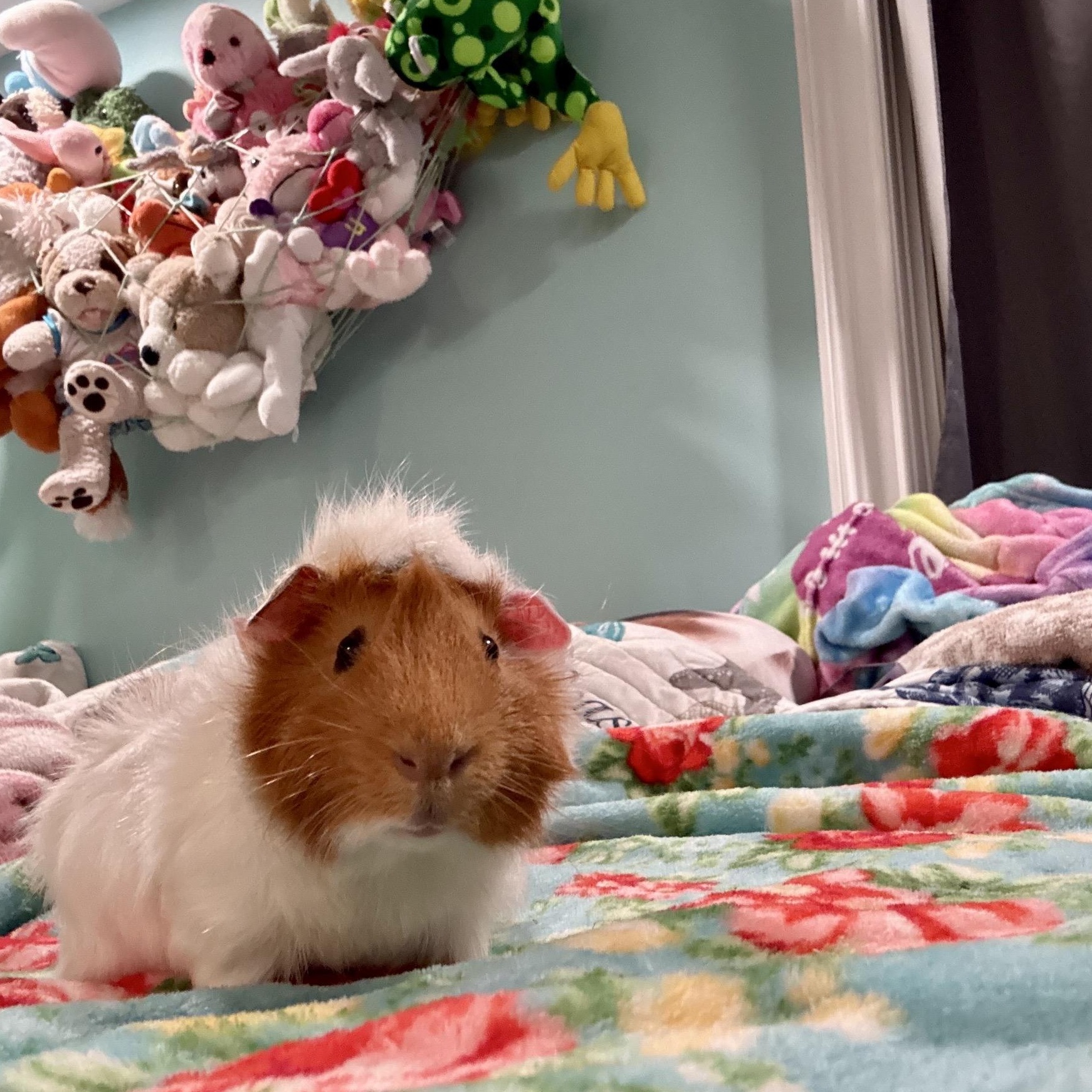 Enlarge Hawk, Smores, and Houdini 75, a ADOPTABLE Guinea Pig in Seneca, SC image 2/5