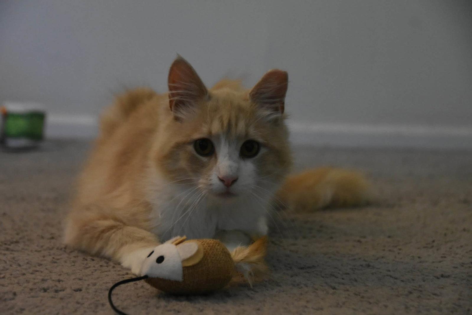 Gus, a Adoptable Domestic Long Hair in Sicklerville , NJ image 1/3