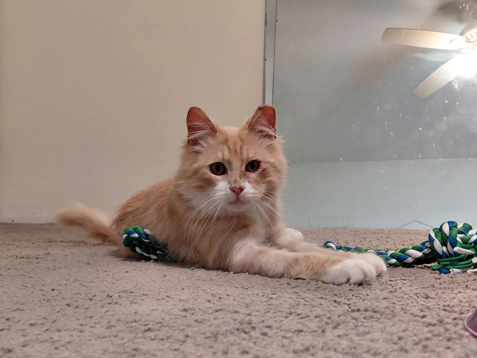 Gus, a Adoptable Domestic Long Hair in Sicklerville , NJ image 2/3