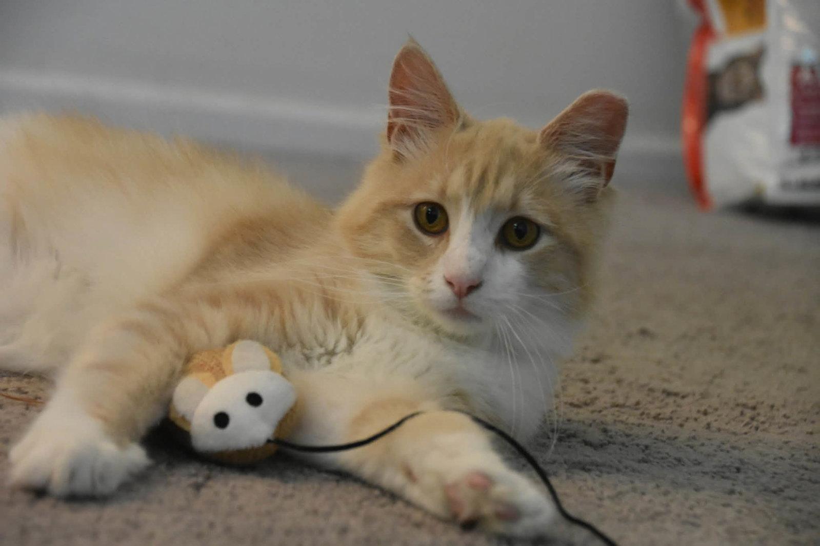 Gus, a Adoptable Domestic Long Hair in Sicklerville , NJ image 3/3