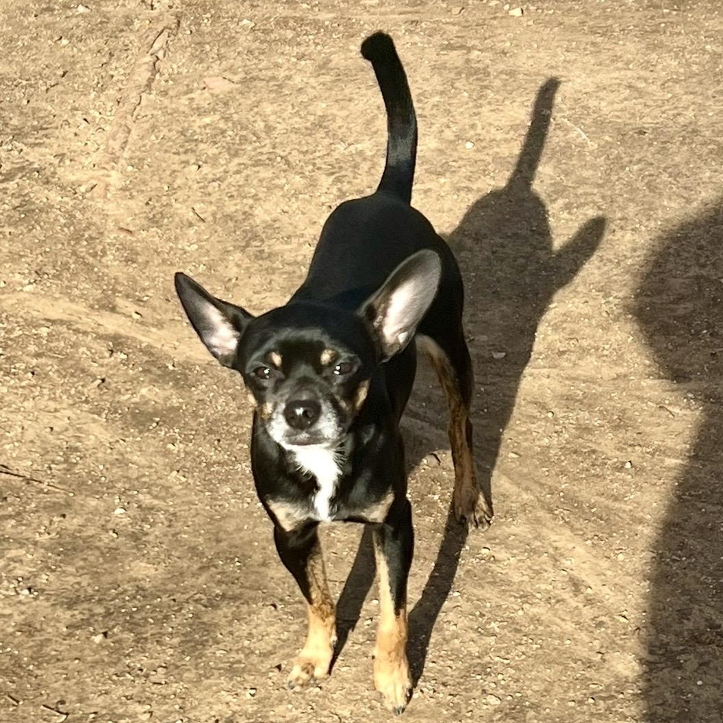 Pop , a ADOPTABLE mixed breed in Pelham, NH image 5/6