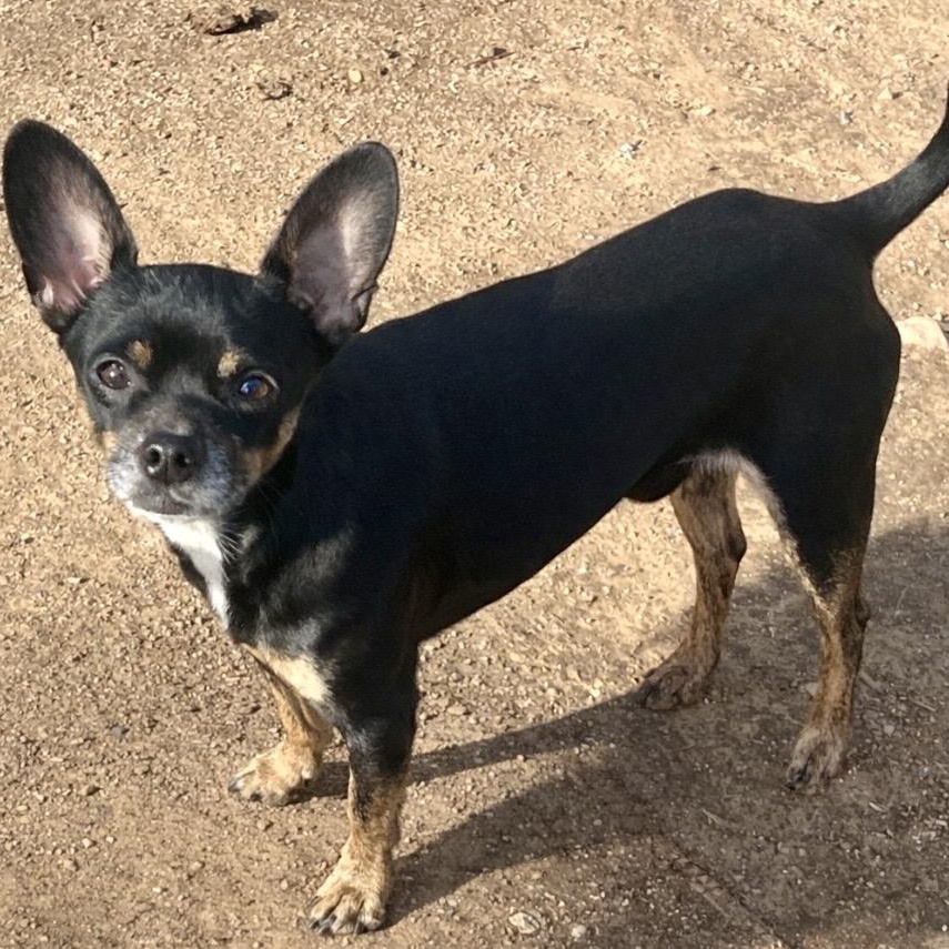 Pop , ADOPTABLE, Adult Male Chihuahua.