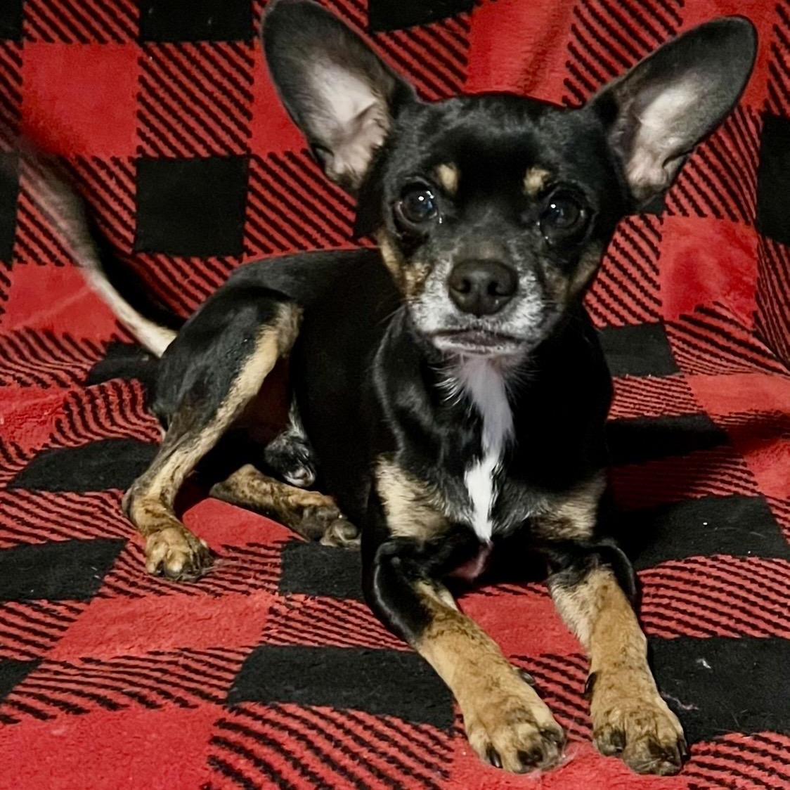 Pop , a ADOPTABLE mixed breed in Pelham, NH image 2/6