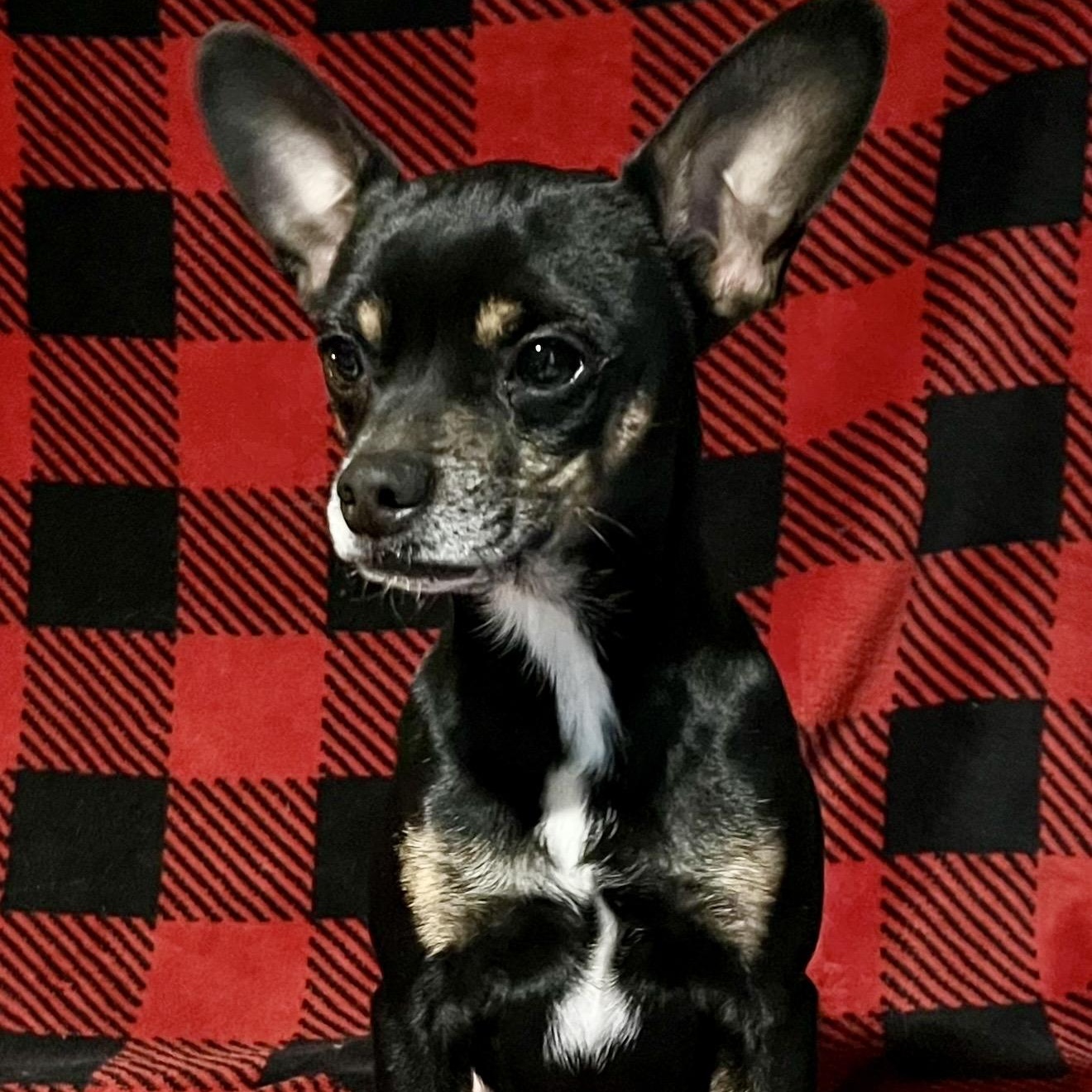 Pop , a ADOPTABLE mixed breed in Pelham, NH image 3/6