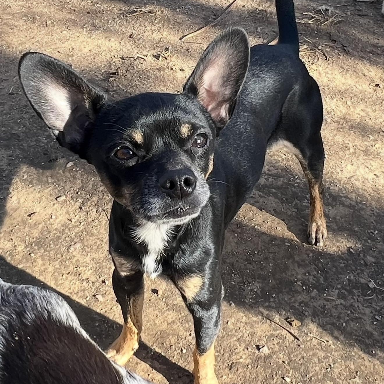 Pop , a ADOPTABLE mixed breed in Pelham, NH image 4/6