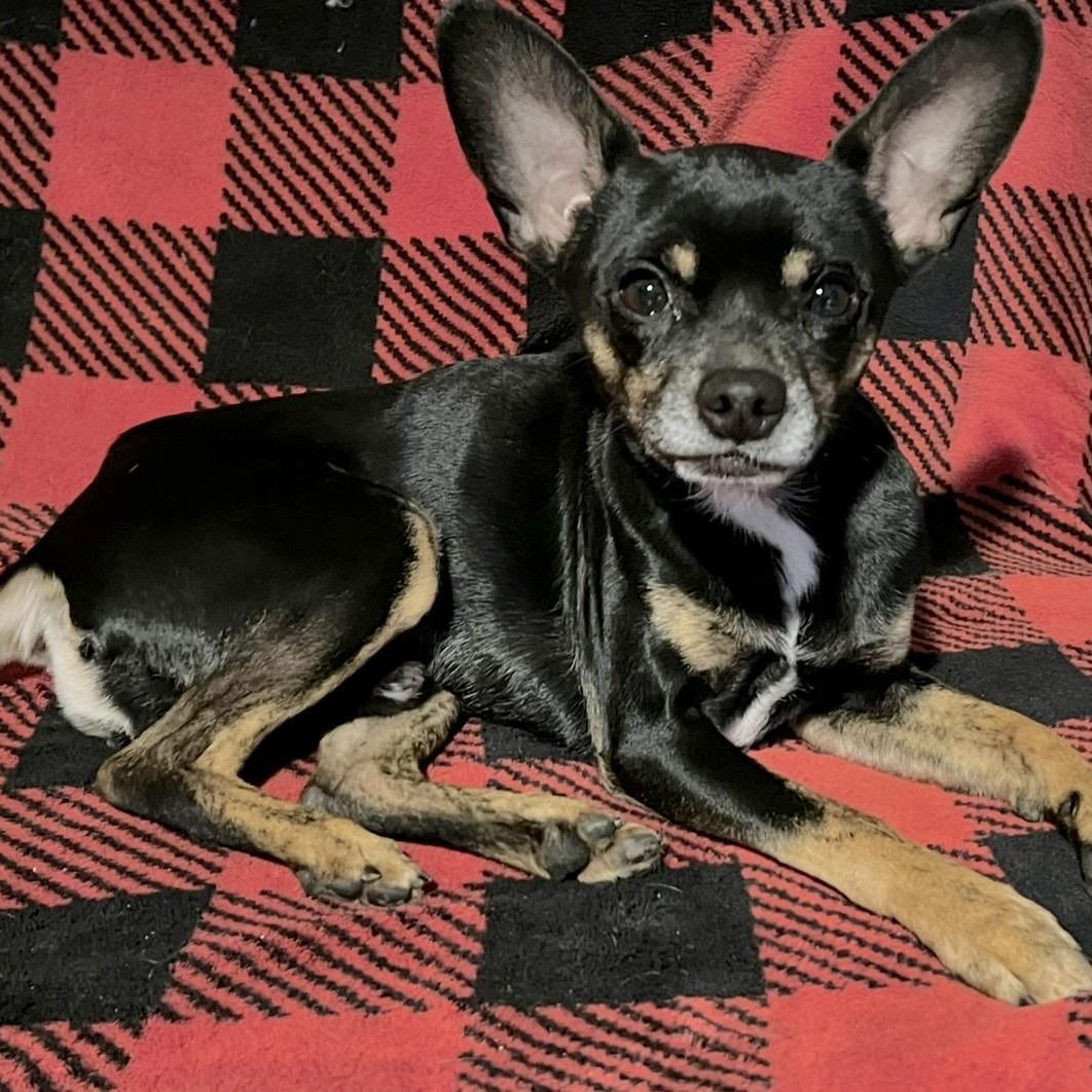 Pop , a ADOPTABLE mixed breed in Pelham, NH image 6/6