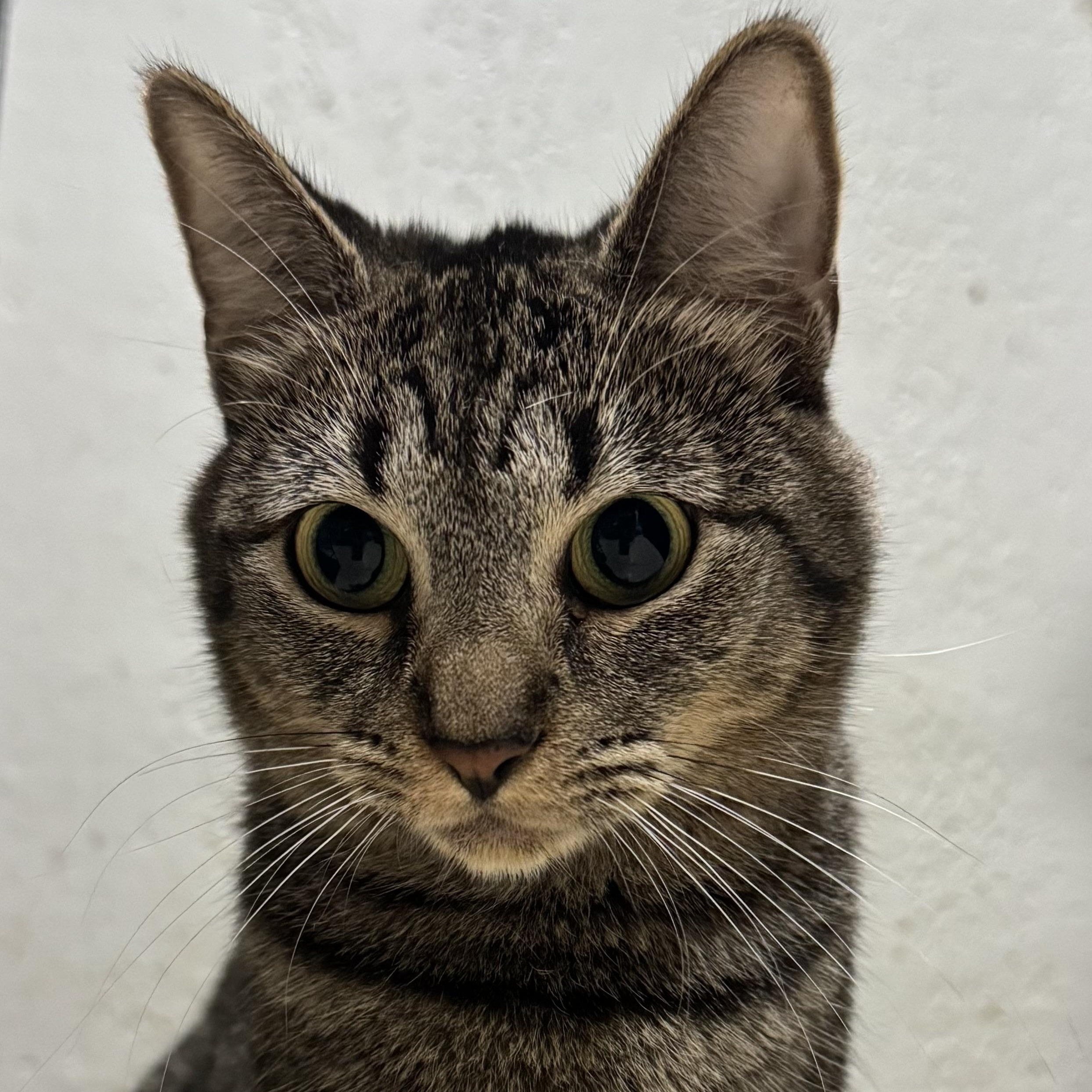 Enlarge Pinecone, a Adoptable Domestic Short Hair in Pembroke Pines, FL image 2/2