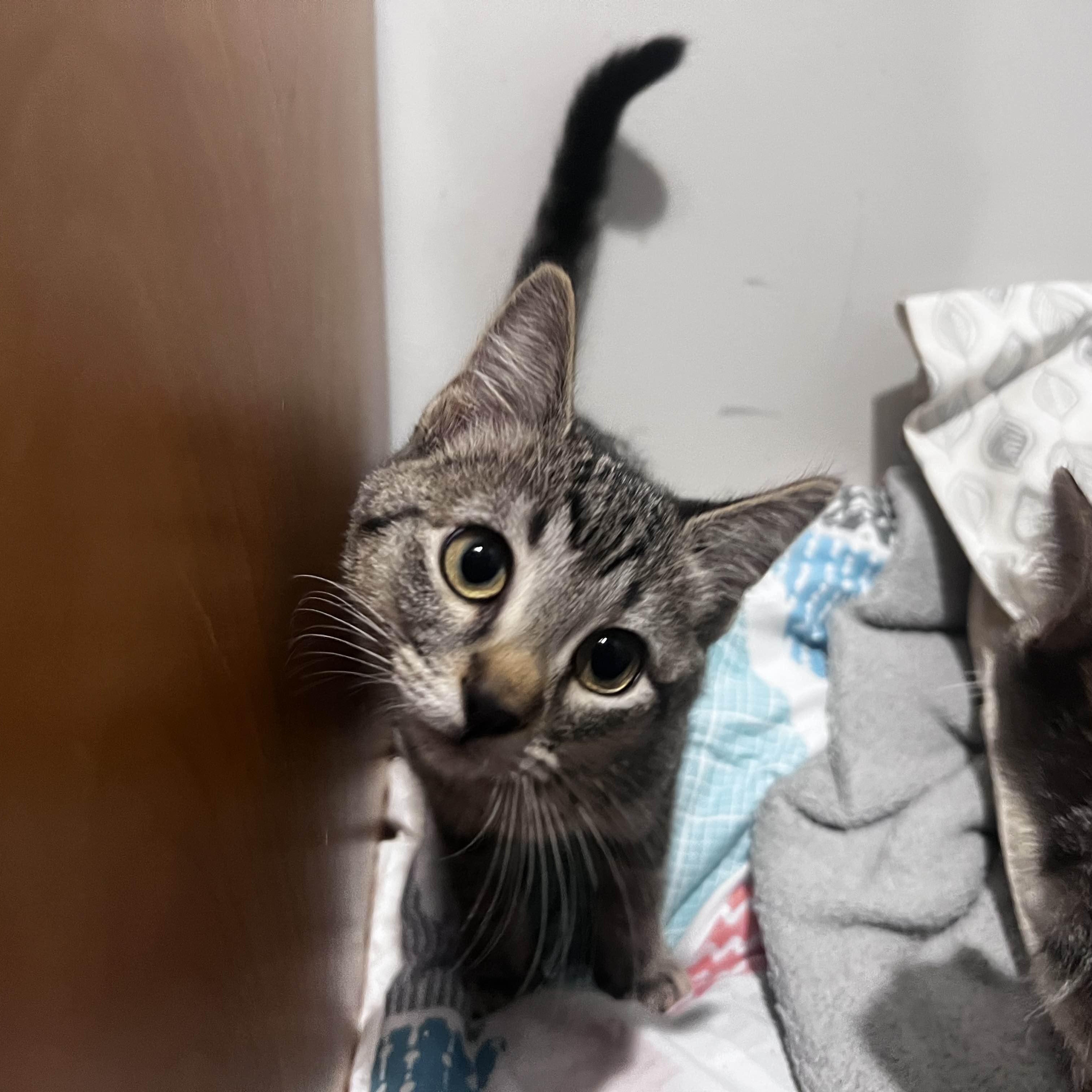 Enlarge Pinecone, a Adoptable Domestic Short Hair in Pembroke Pines, FL image 2/2