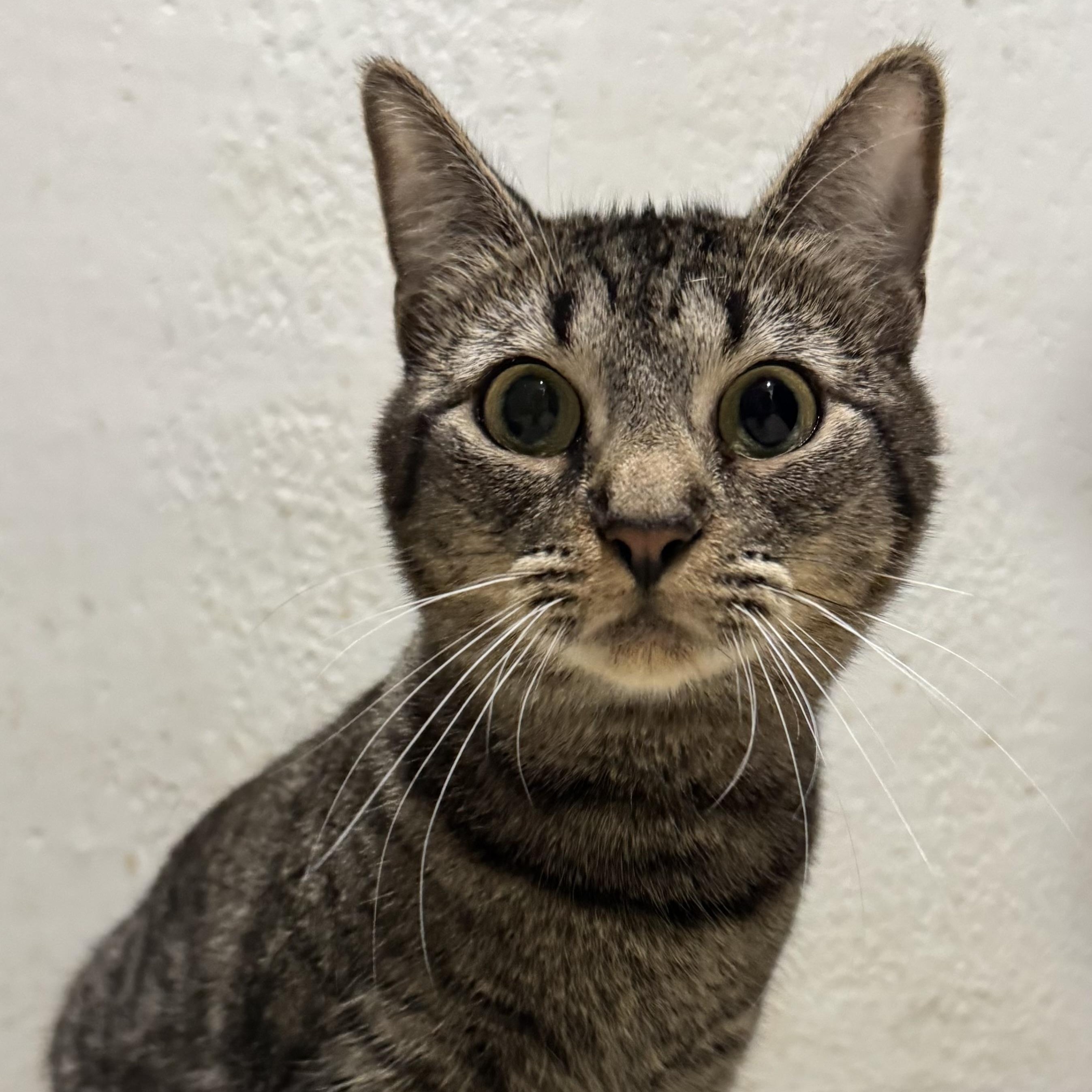 Pinecone, Adoptable, Adult Female Domestic Short Hair.