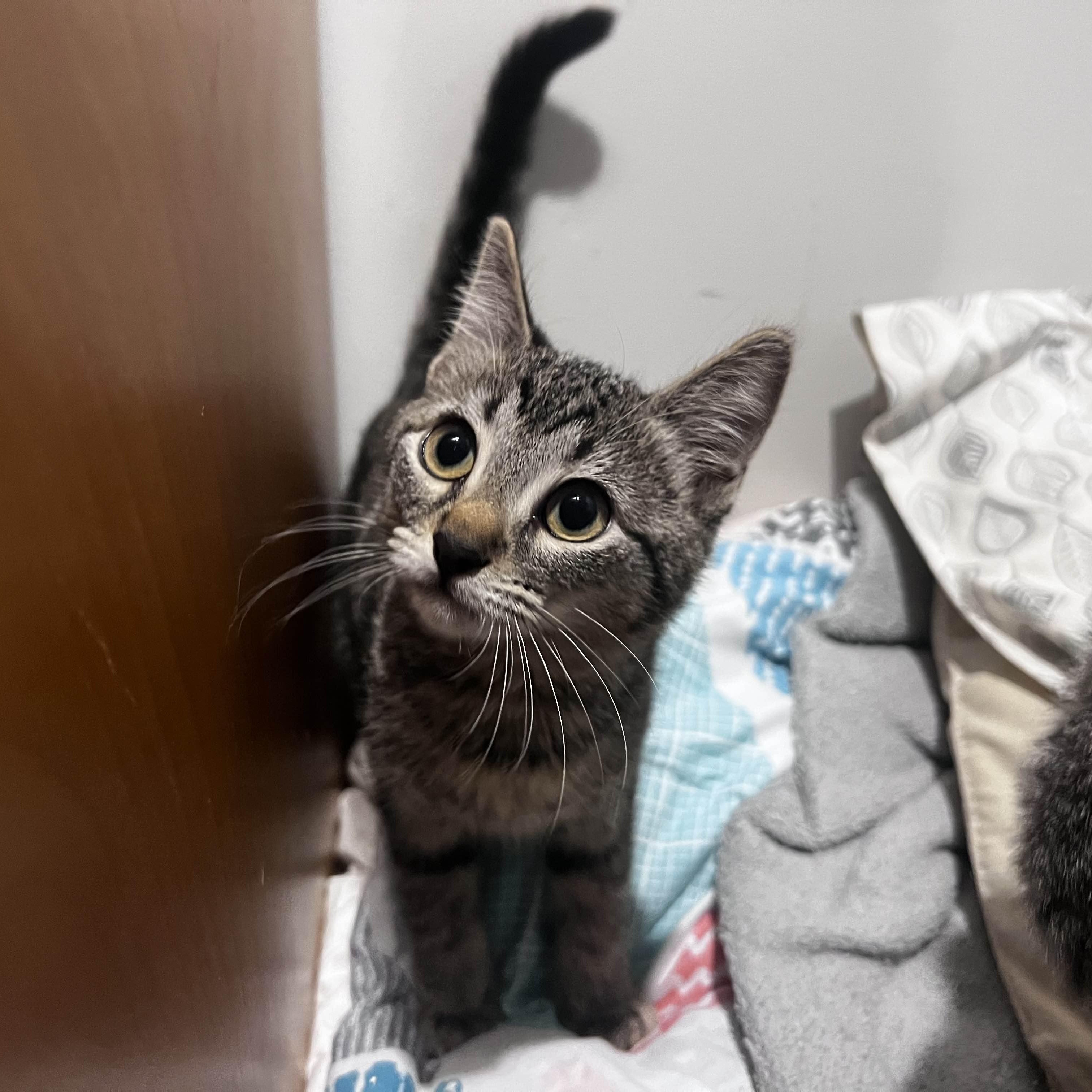 Enlarge Pinecone, a Adoptable Domestic Short Hair in Pembroke Pines, FL image 1/2