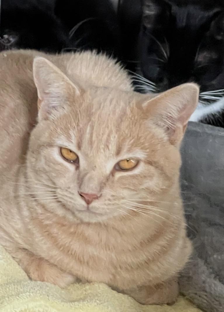 Enlarge Sandra, a Adoptable Domestic Short Hair in Sneads Ferry, NC image 2/2