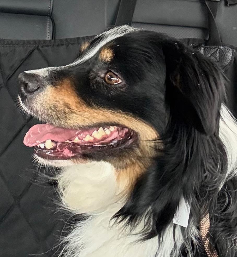 Enlarge Duke, an adopted mixed breed in Albany, NY image 1/3