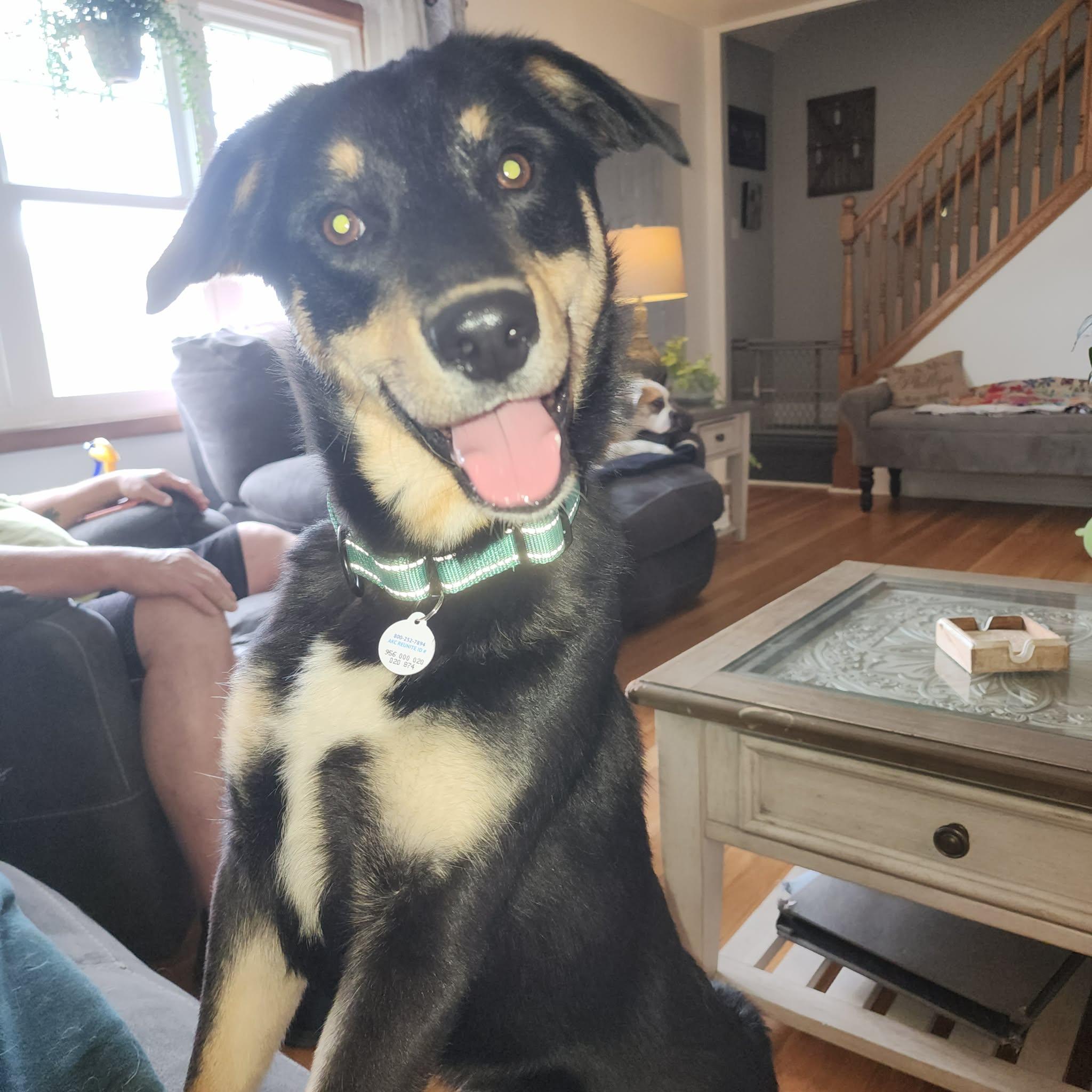 Enlarge Duke, an adopted mixed breed in Albany, NY image 3/3