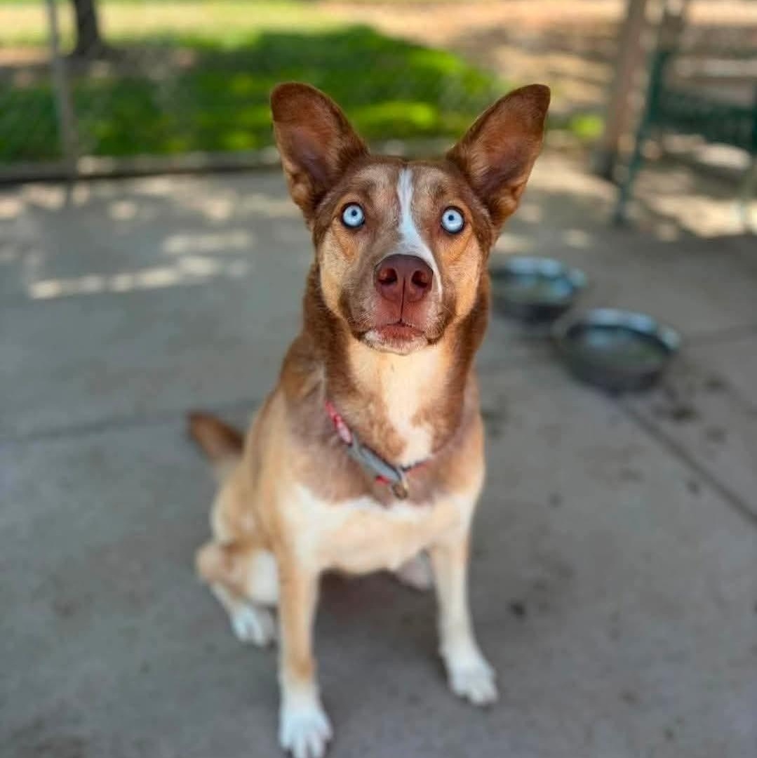 Enlarge Xena, a ADOPTABLE mixed breed in Sandia Park, NM image 1/1
