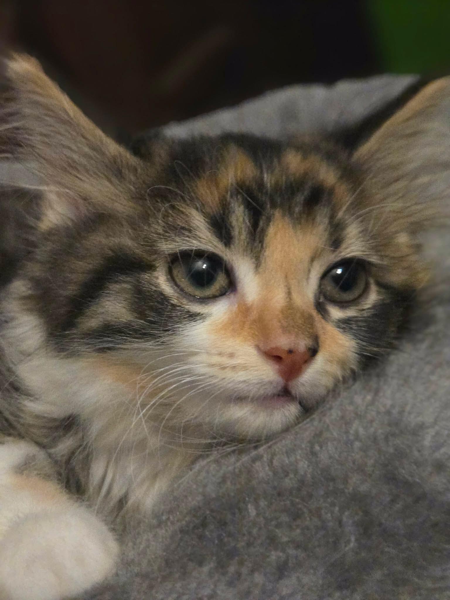 Fee, an adopted mixed breed in Greensburg, PA image 4/6