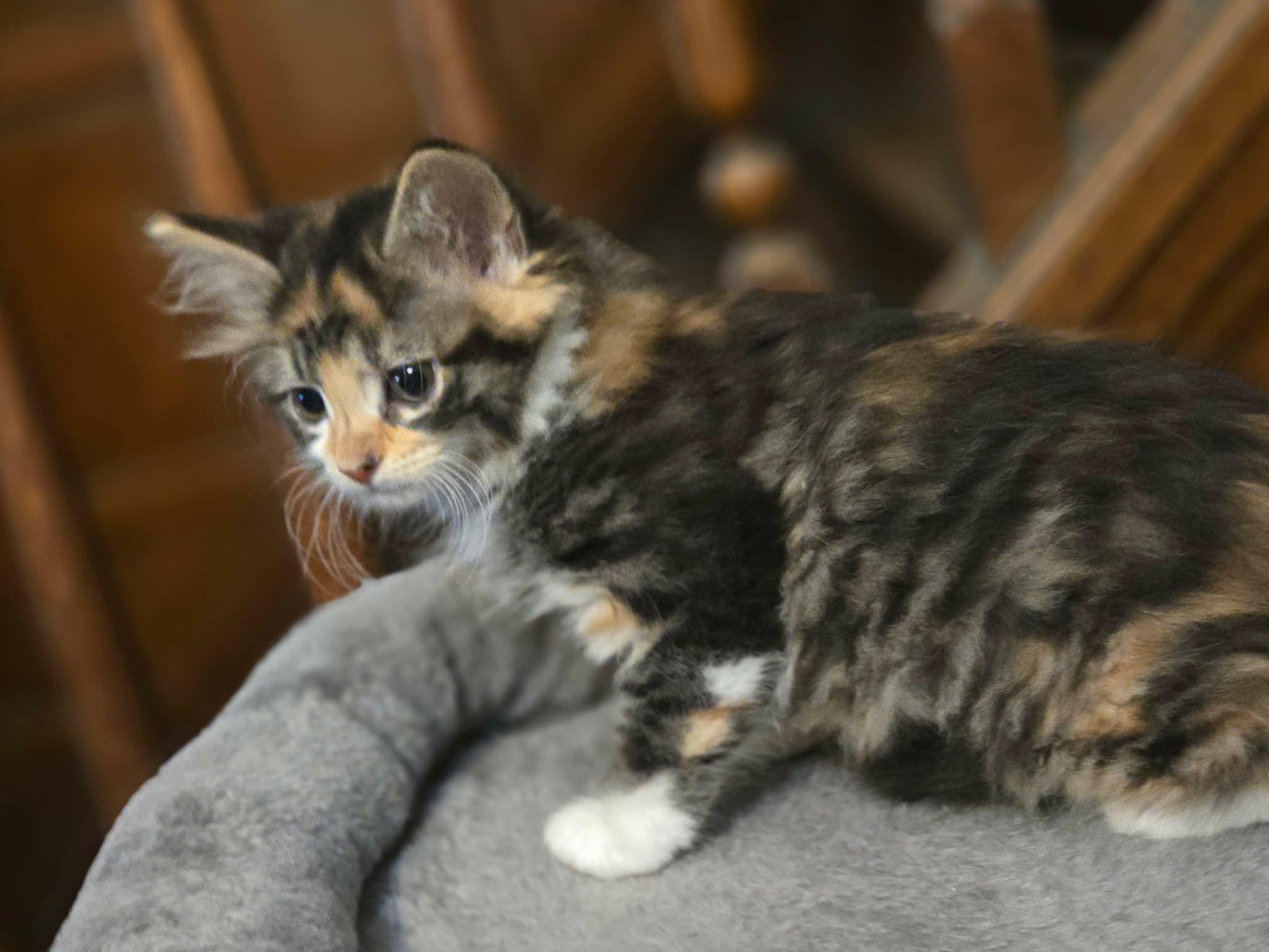 Fee, an adopted mixed breed in Greensburg, PA image 3/6