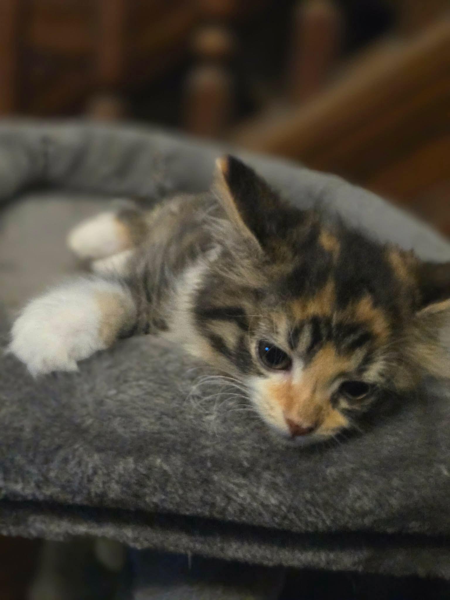 Fee, an adopted mixed breed in Greensburg, PA image 6/6