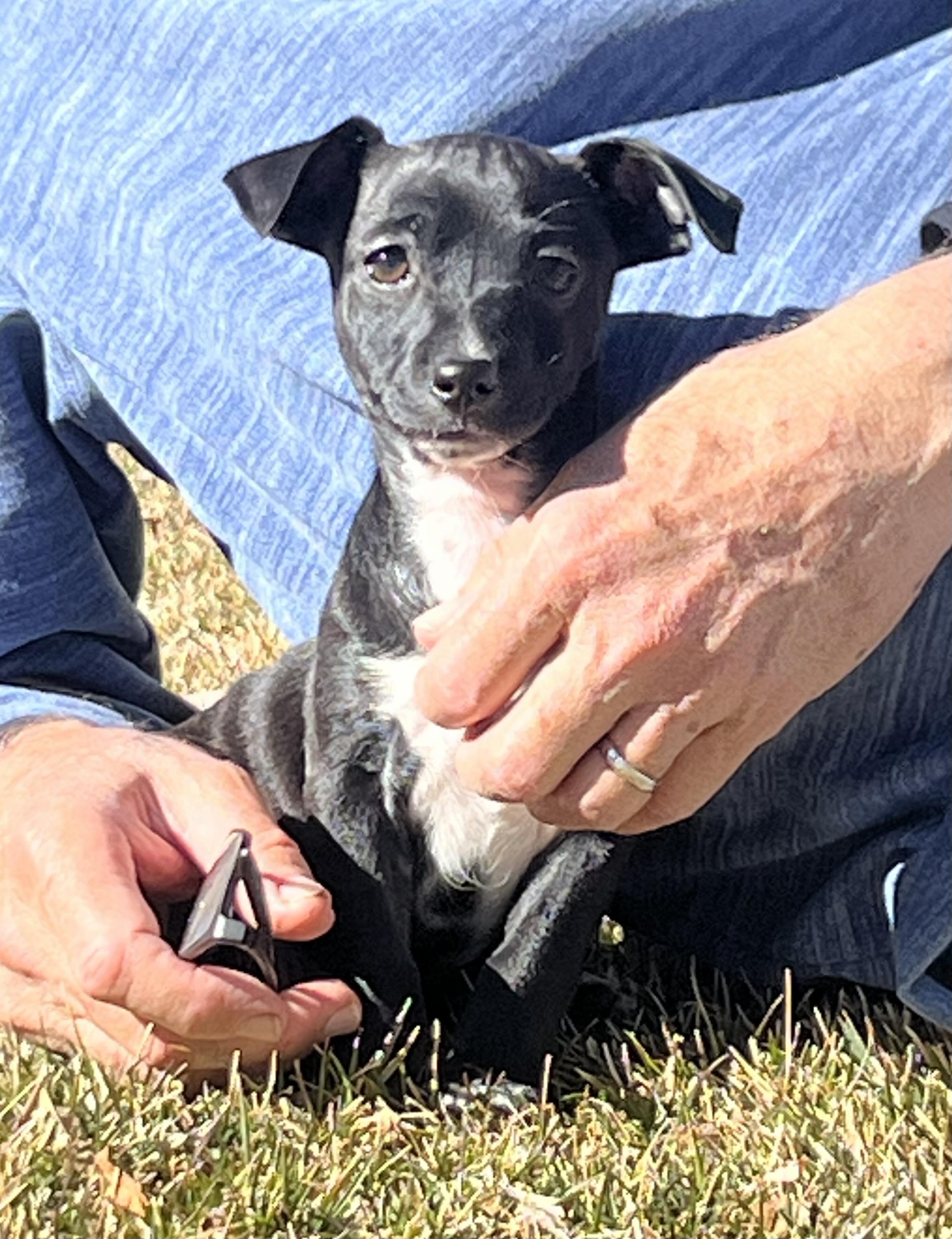 Enlarge Bumble, a ADOPTABLE mixed breed in Flagstaff, AZ image 1/1