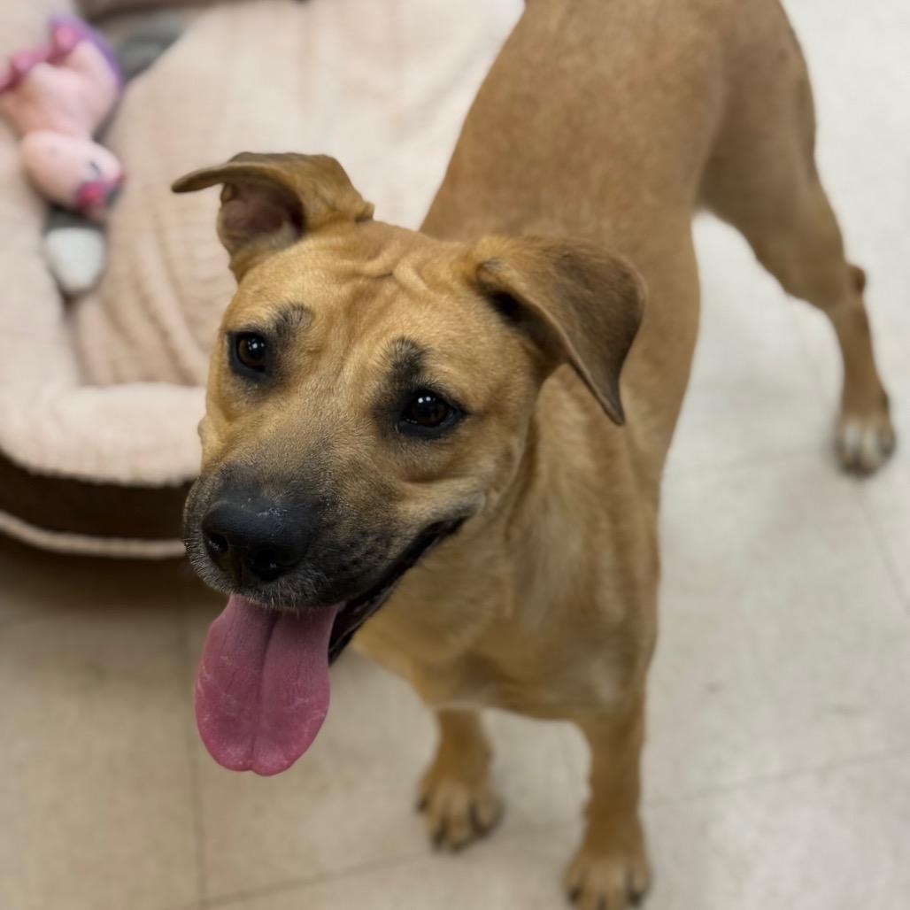 Honey, Adoptable, Young Female Mixed Breed.