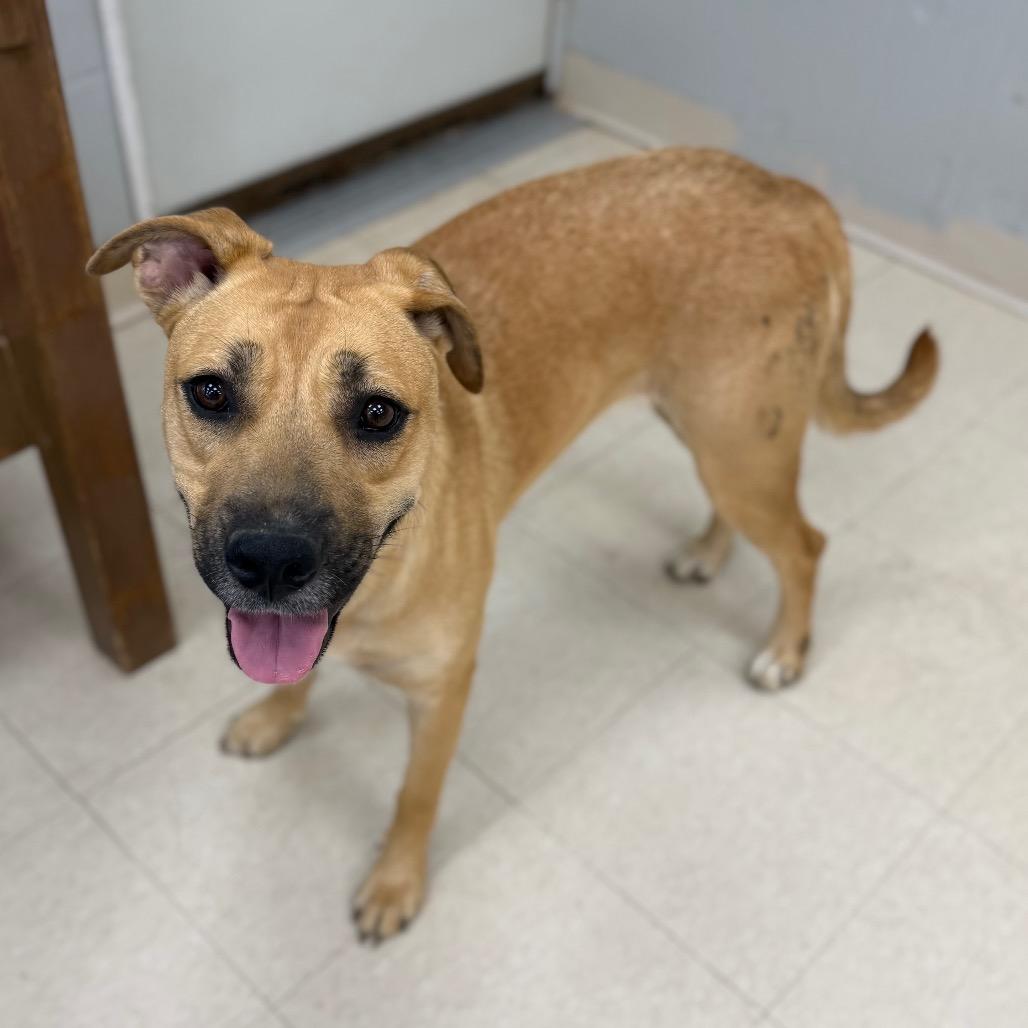 Enlarge Honey, a Adoptable Mixed Breed in Chariton, IA image 2/6