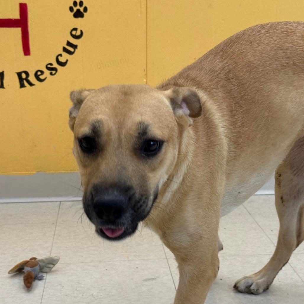 Enlarge Honey, a Adoptable Mixed Breed in Chariton, IA image 3/6