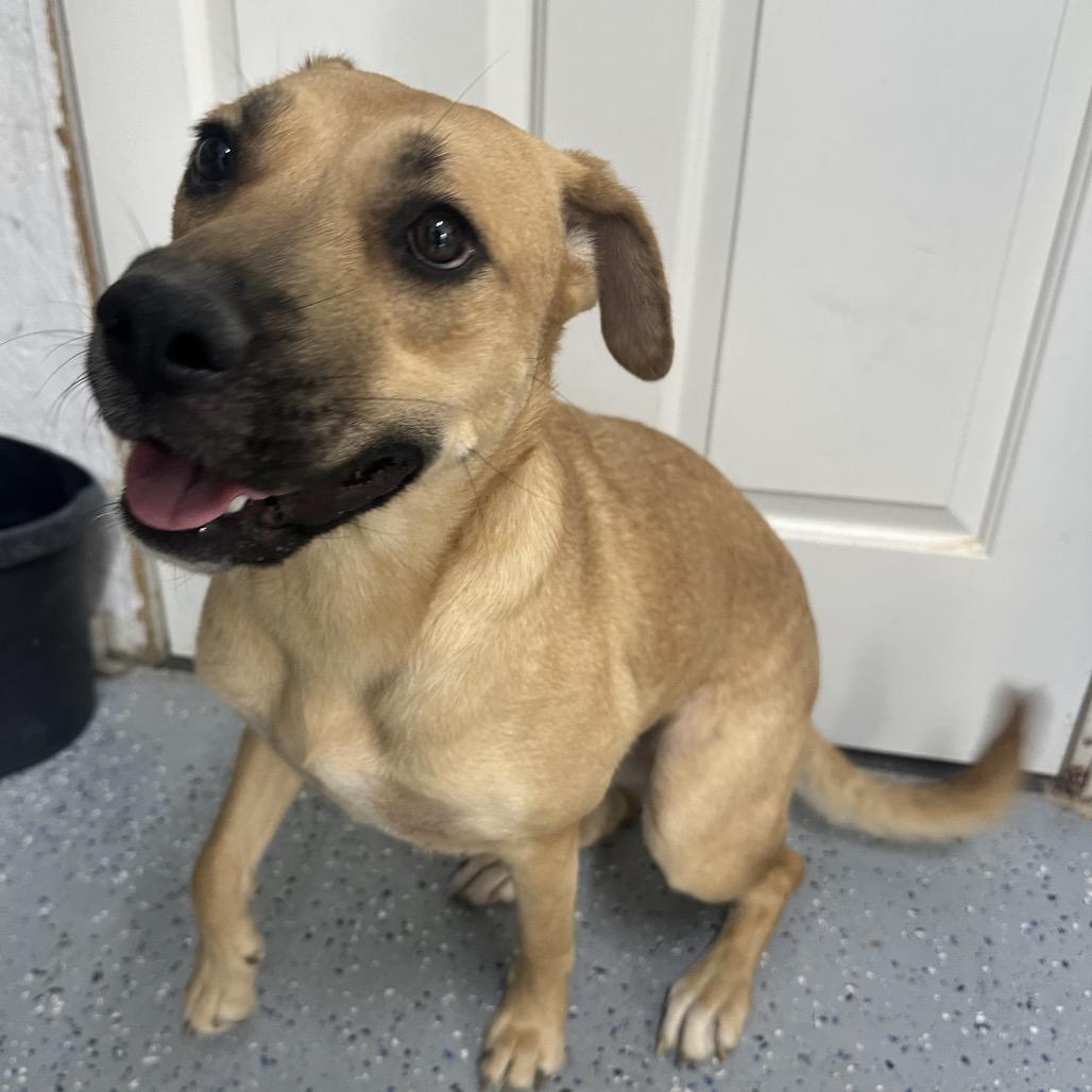 Enlarge Honey, a Adoptable Mixed Breed in Chariton, IA image 4/6