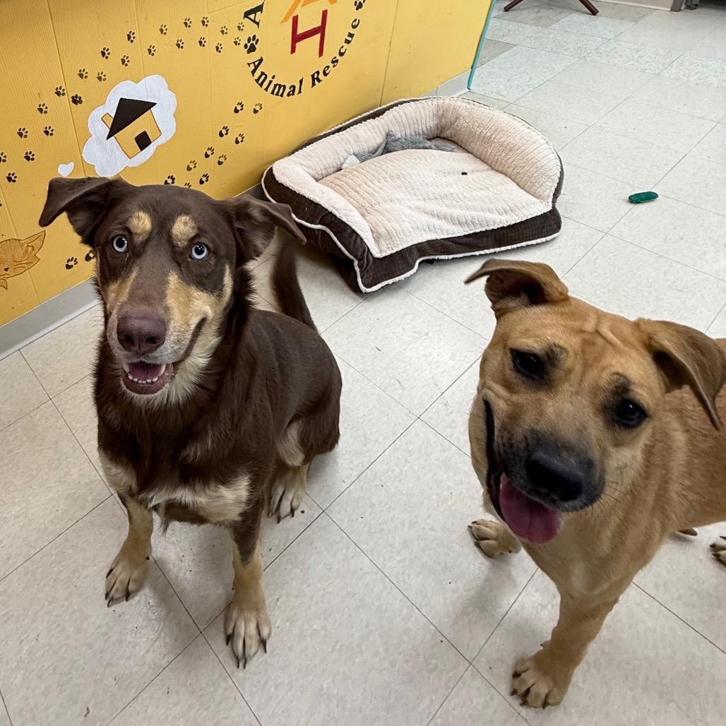 Enlarge Honey, a Adoptable Mixed Breed in Chariton, IA image 5/6
