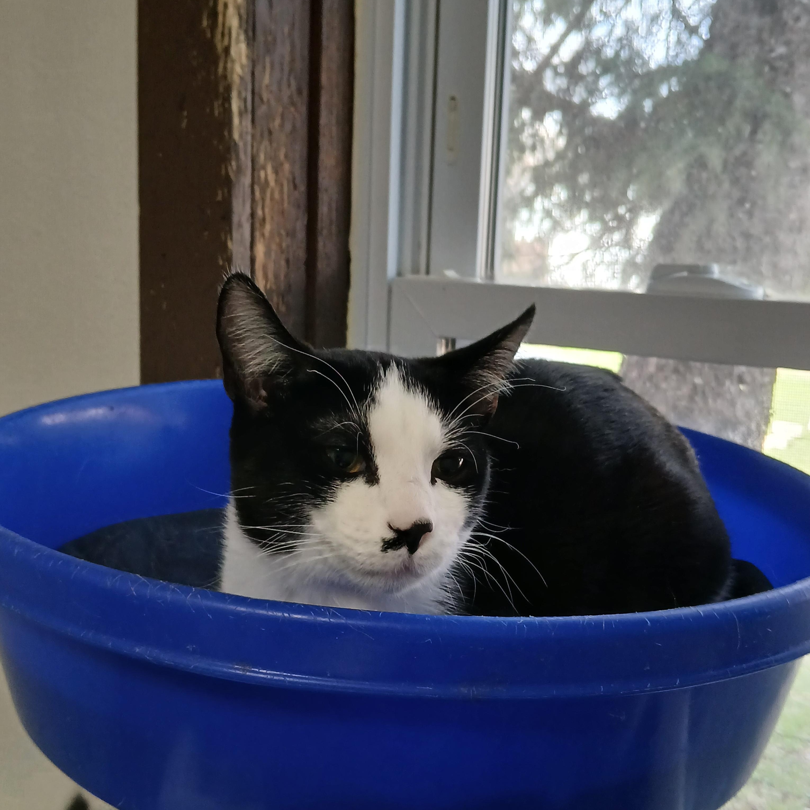 Betty Boop, ADOPTABLE, Kitten Female American Shorthair.