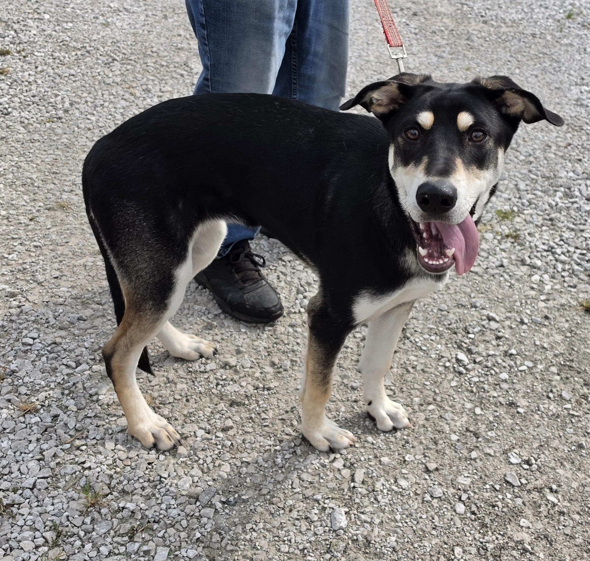 Enlarge Angel, a ADOPTABLE mixed breed in Terre Haute, IN image 3/5