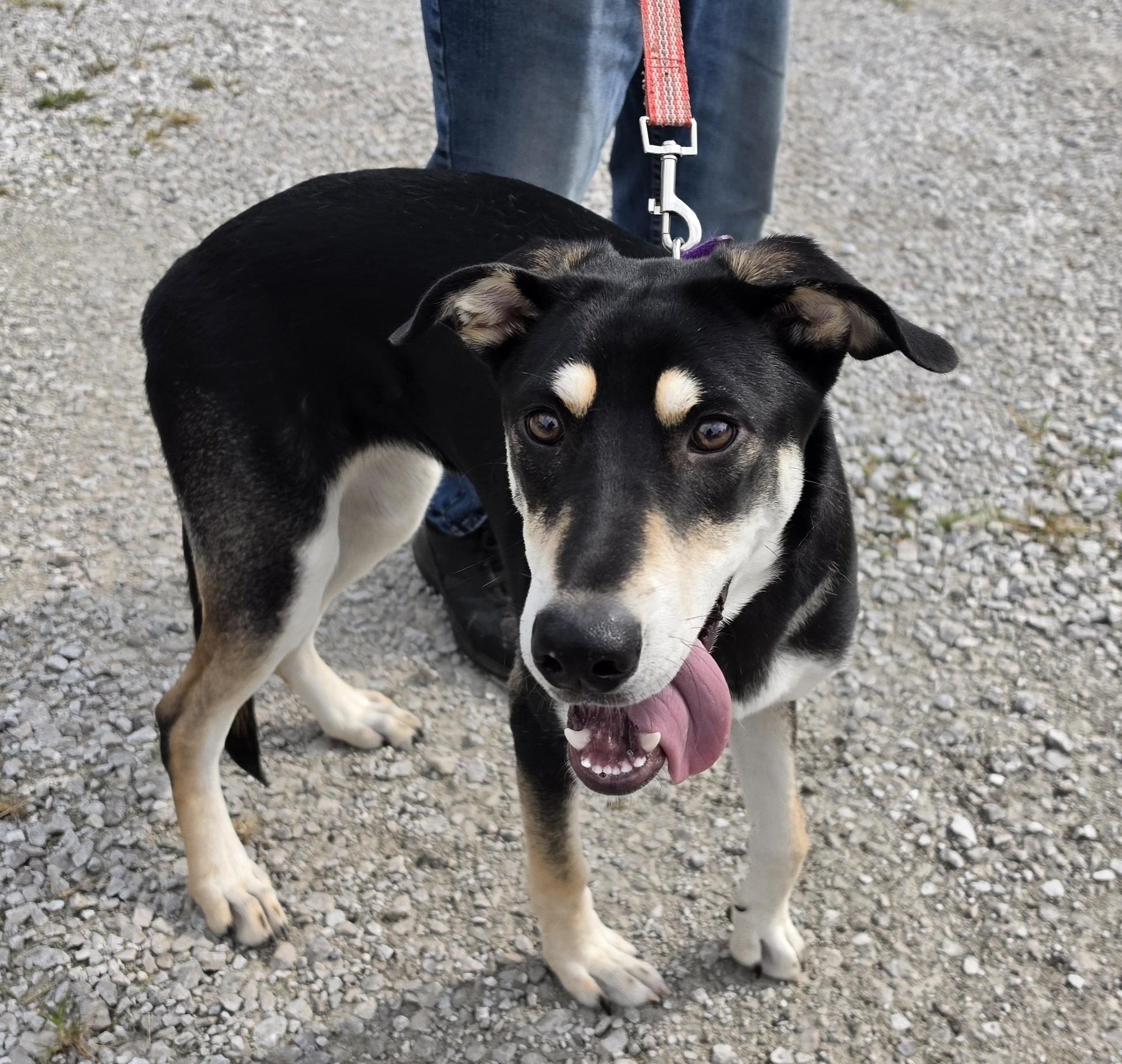 Enlarge Angel, a ADOPTABLE mixed breed in Terre Haute, IN image 4/5