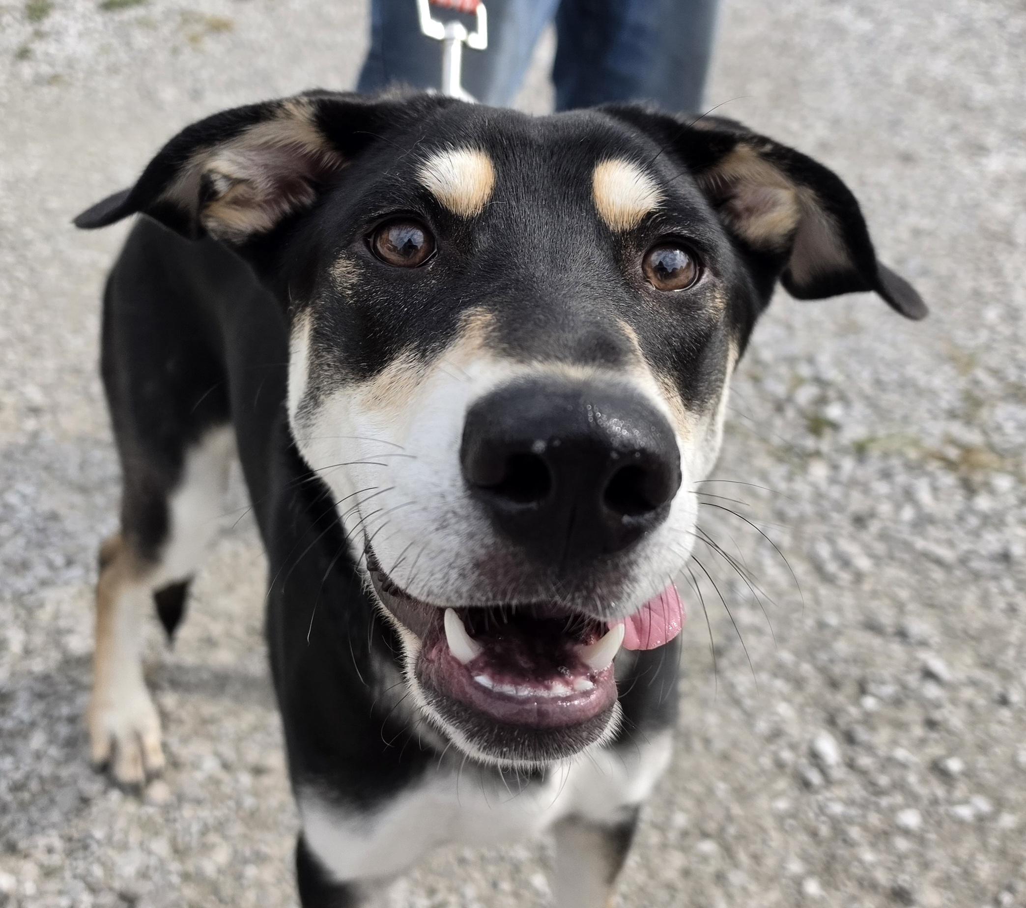 Angel, ADOPTABLE, Puppy Female Shepherd.