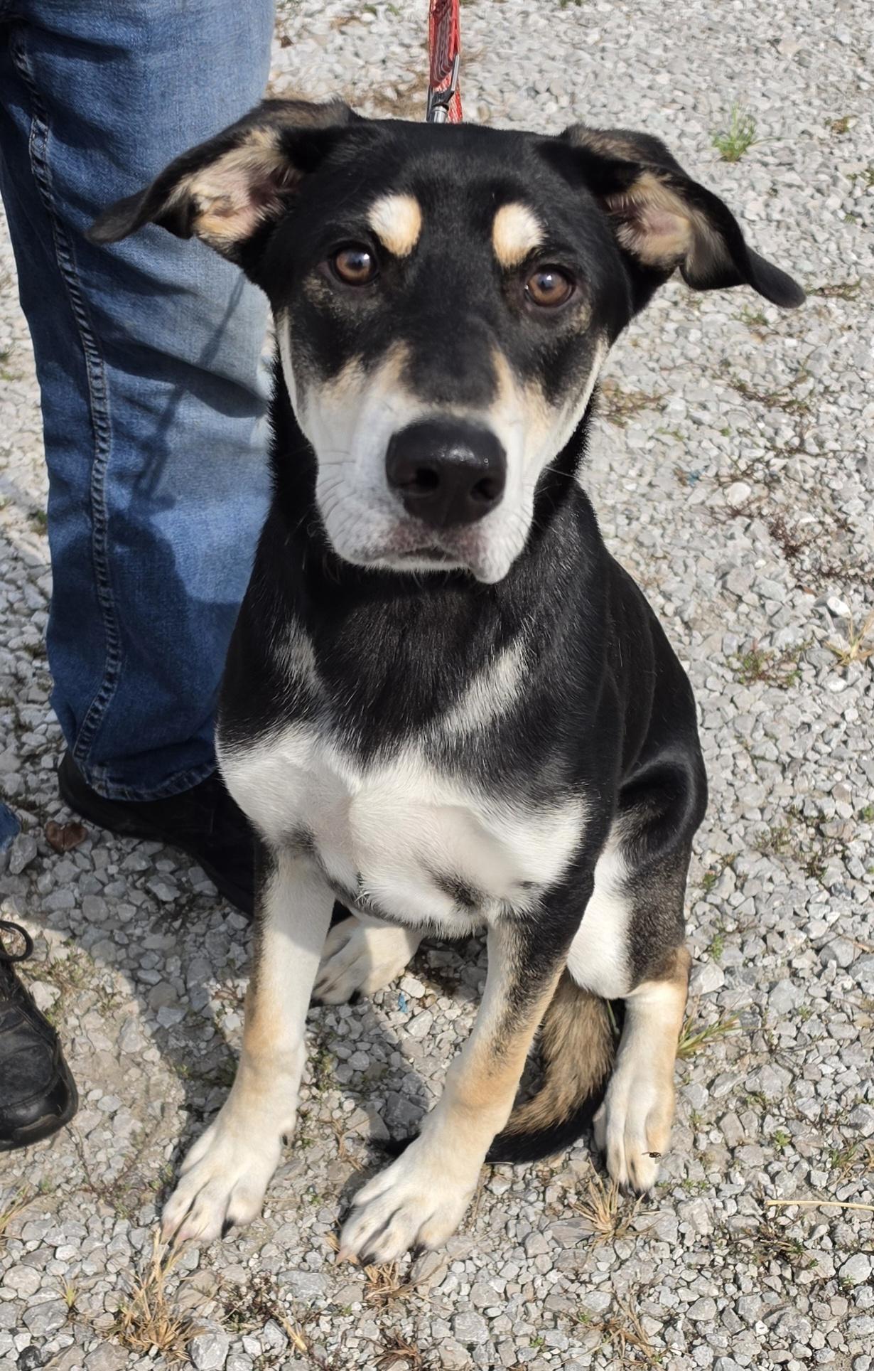 Enlarge Angel, a ADOPTABLE mixed breed in Terre Haute, IN image 5/5